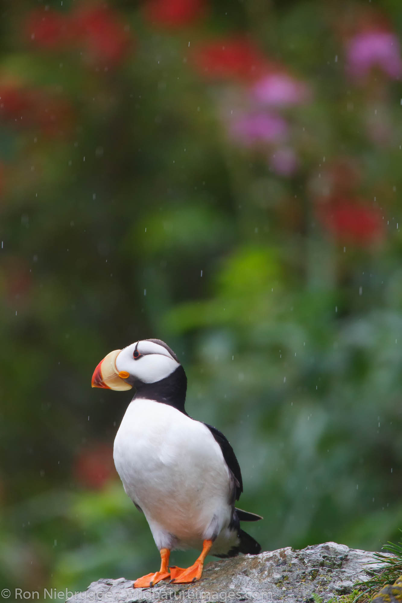 Horned Puffin, Lake Clark National Park, Alaska.