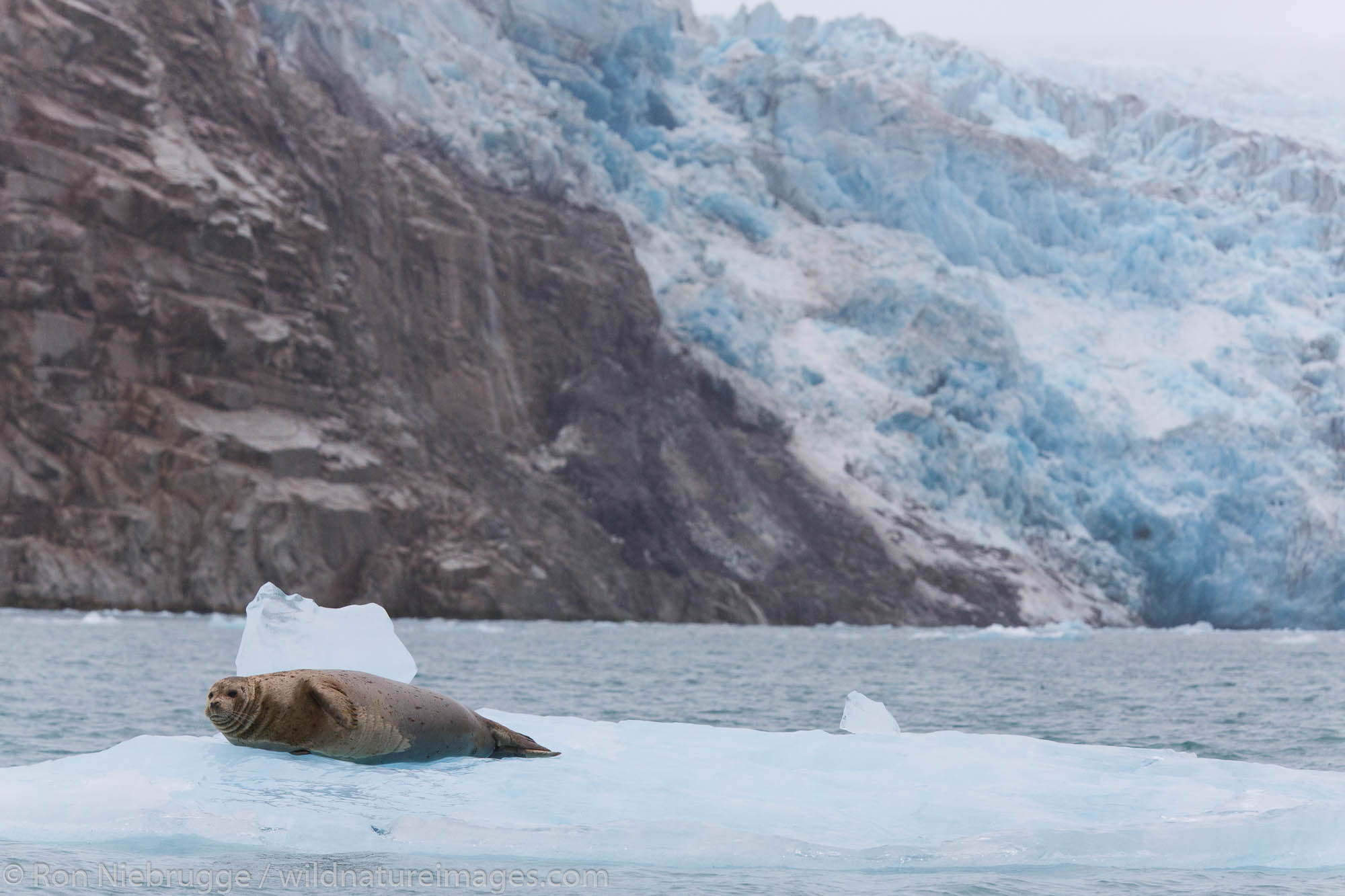 Harbor Seal in Prince William Sound, Chugach National Forest, Alaska.