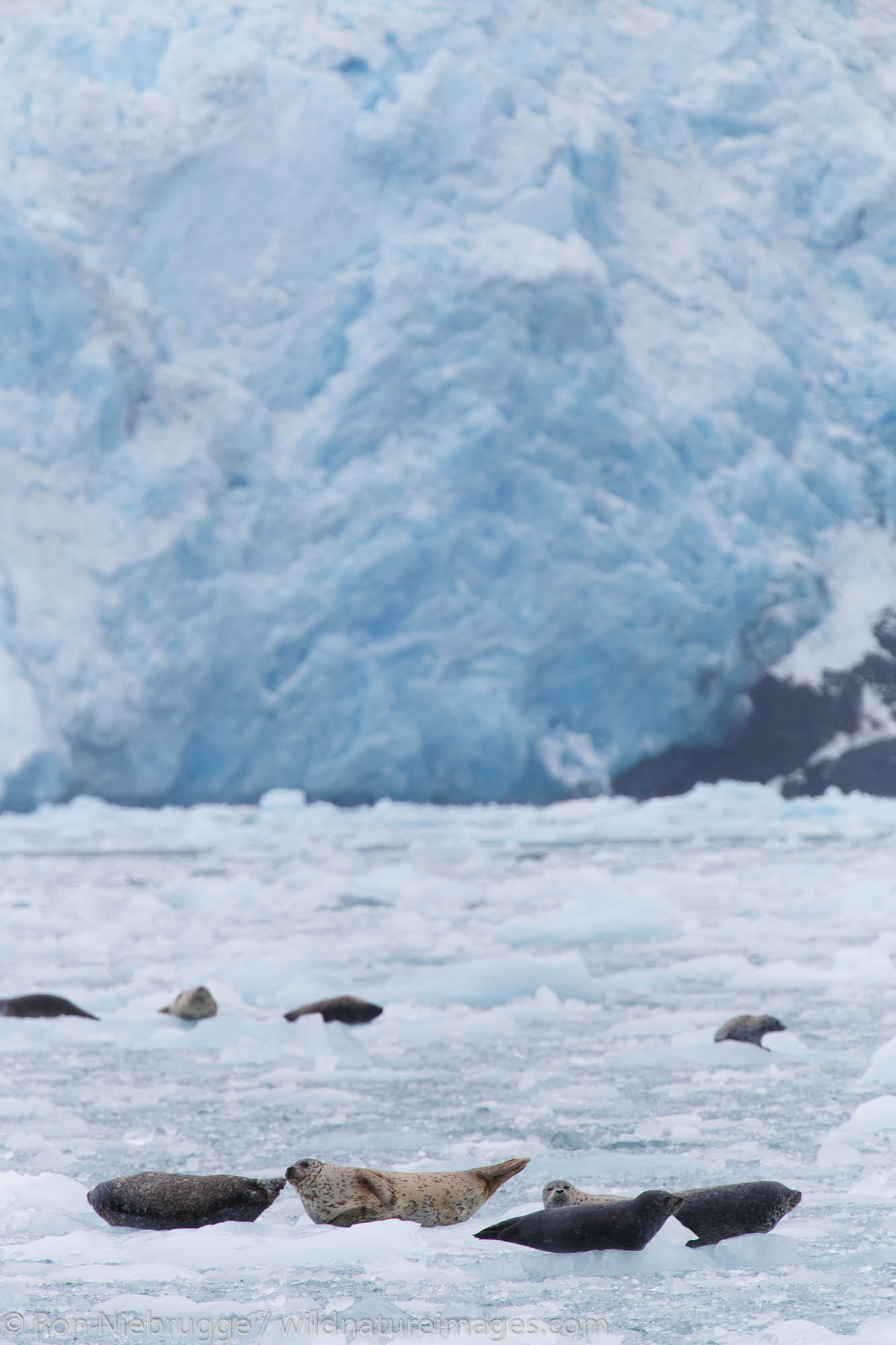 Harbor Seals (Phoca vitulina) at Chenega Glacier in Nassau Fjord, Prince William Sound, Chugach National Forest, Alaska.