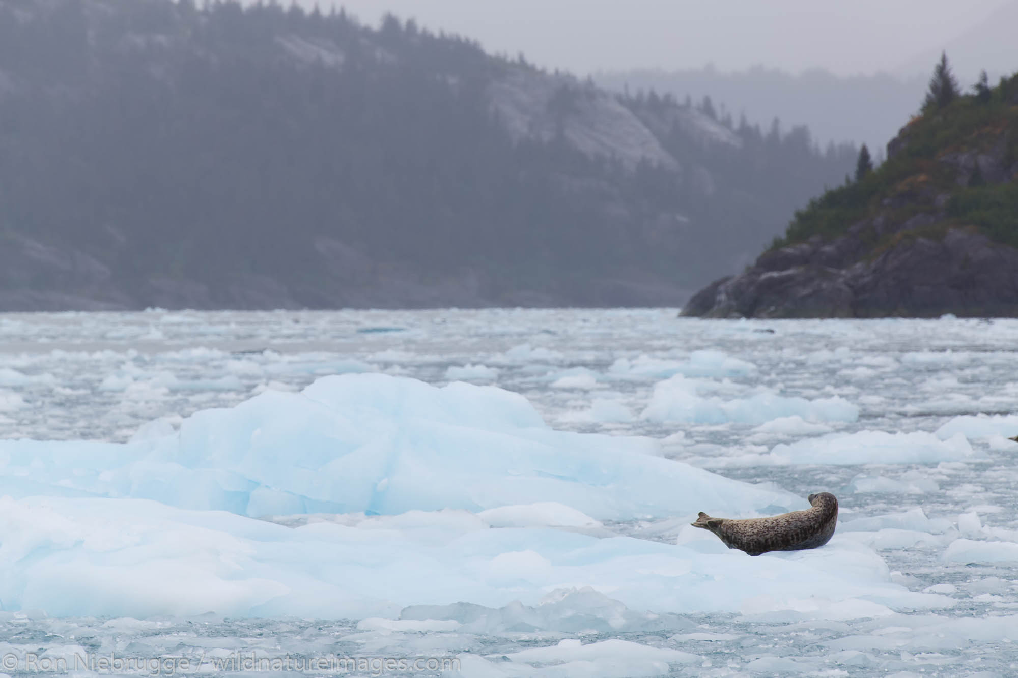 Harbor Seal (Phoca vitulina) at Chenega Glacier in Nassau Fjord, Prince William Sound, Chugach National Forest, Alaska.