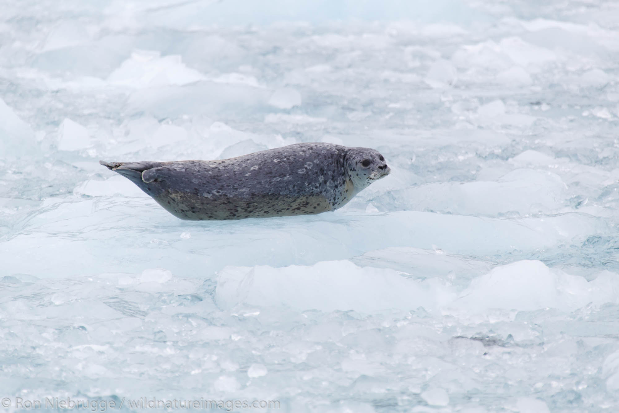 Harbor Seal (Phoca vitulina) at Chenega Glacier in Nassau Fjord, Prince William Sound, Chugach National Forest, Alaska.