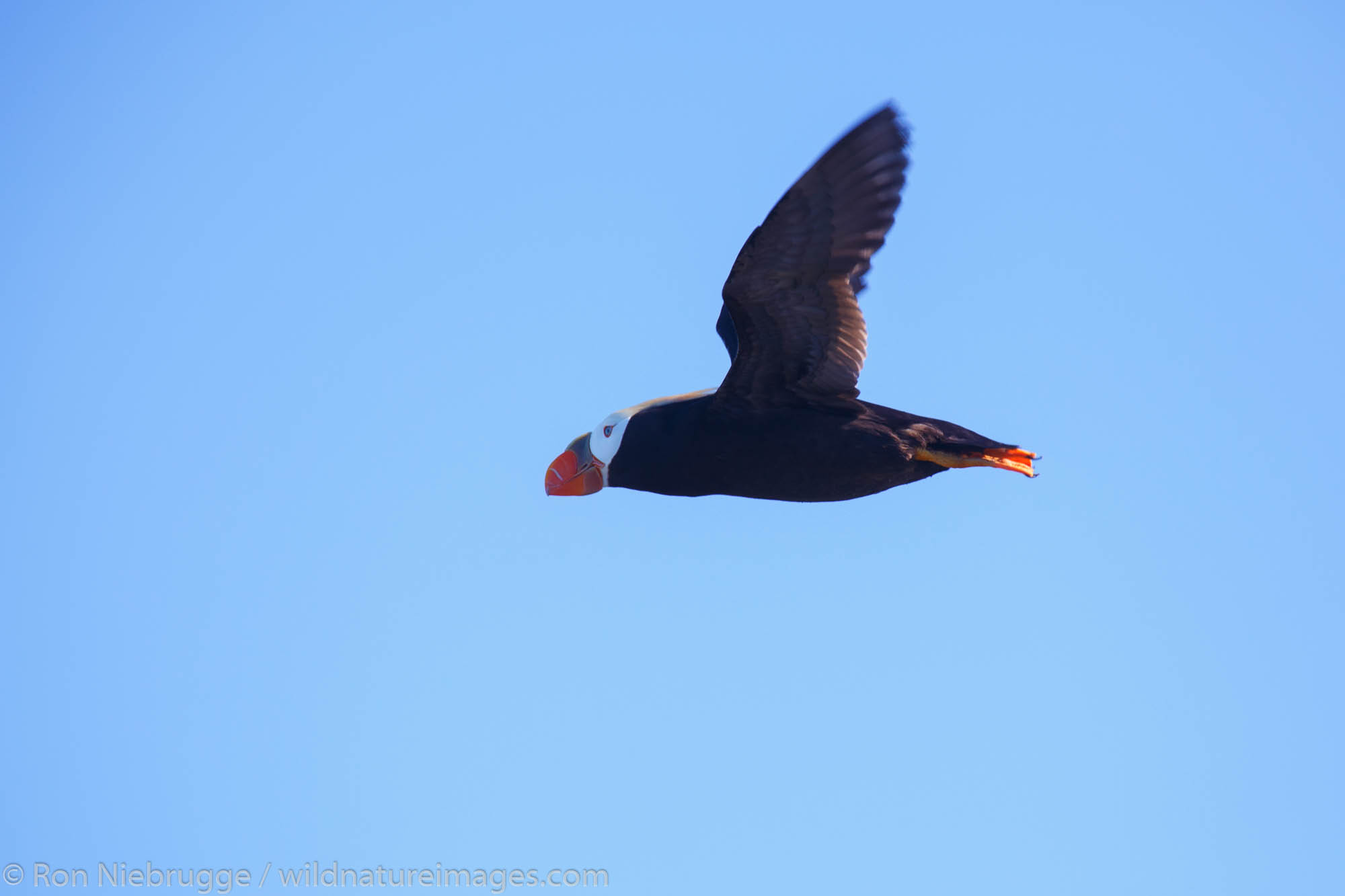 Tufted Puffin, Prince William Sound, Chugach National Forest, Alaska.