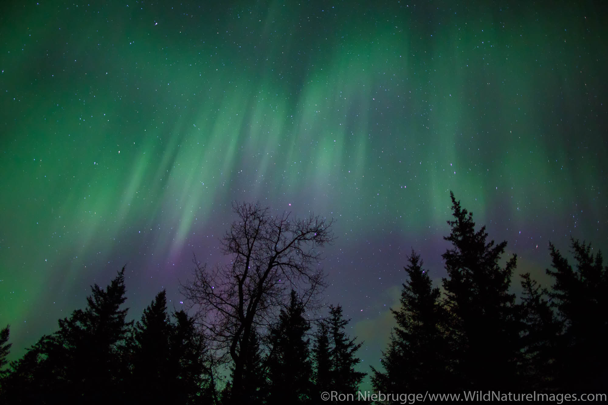 Aurora borealis over Chugach National Forest, near Seward, Alaska.
