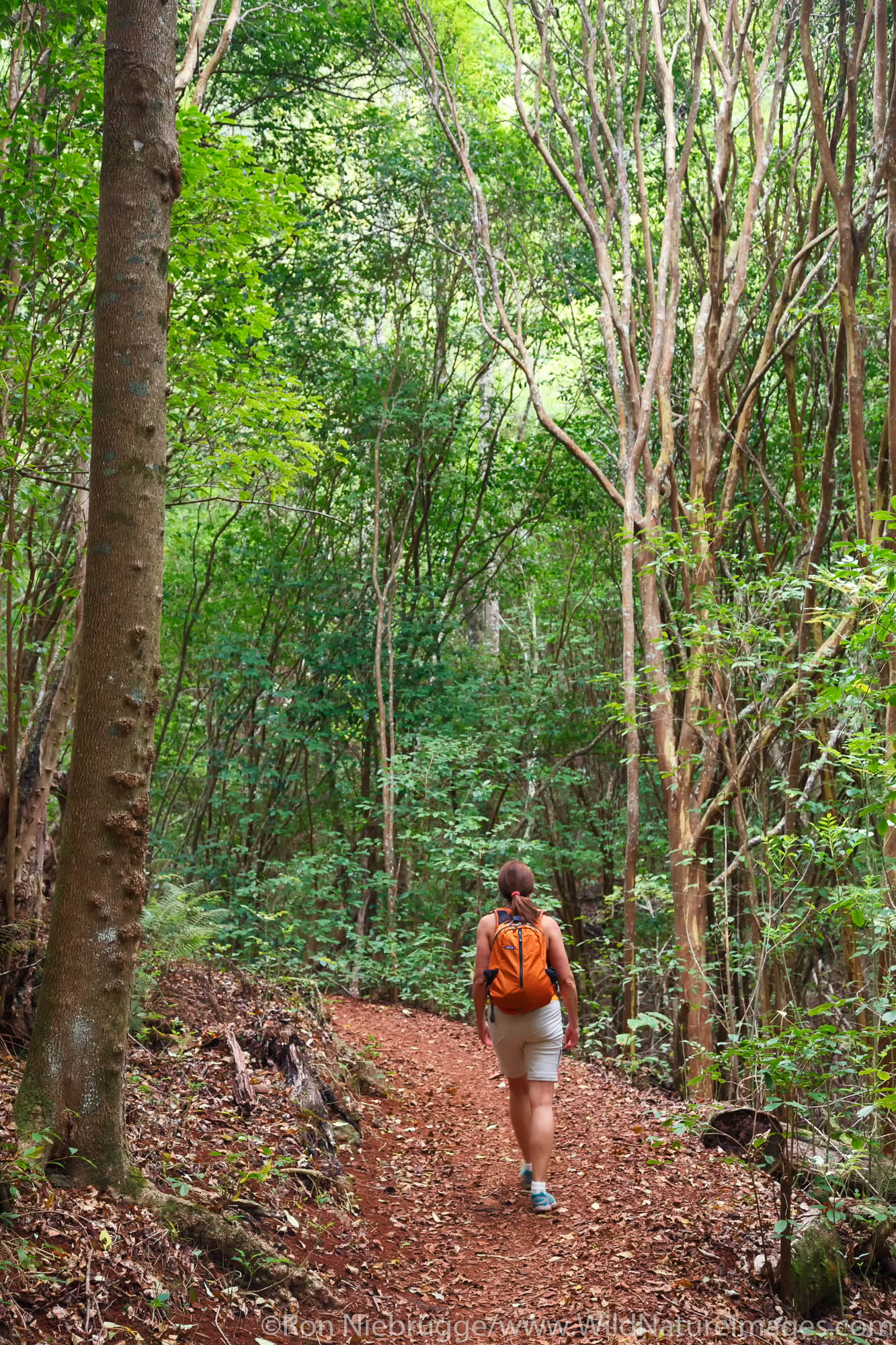 Hiking the Kahakapao LoopTrail, Makawao Forest Reserve, Maui, Hawaii.  (model released)