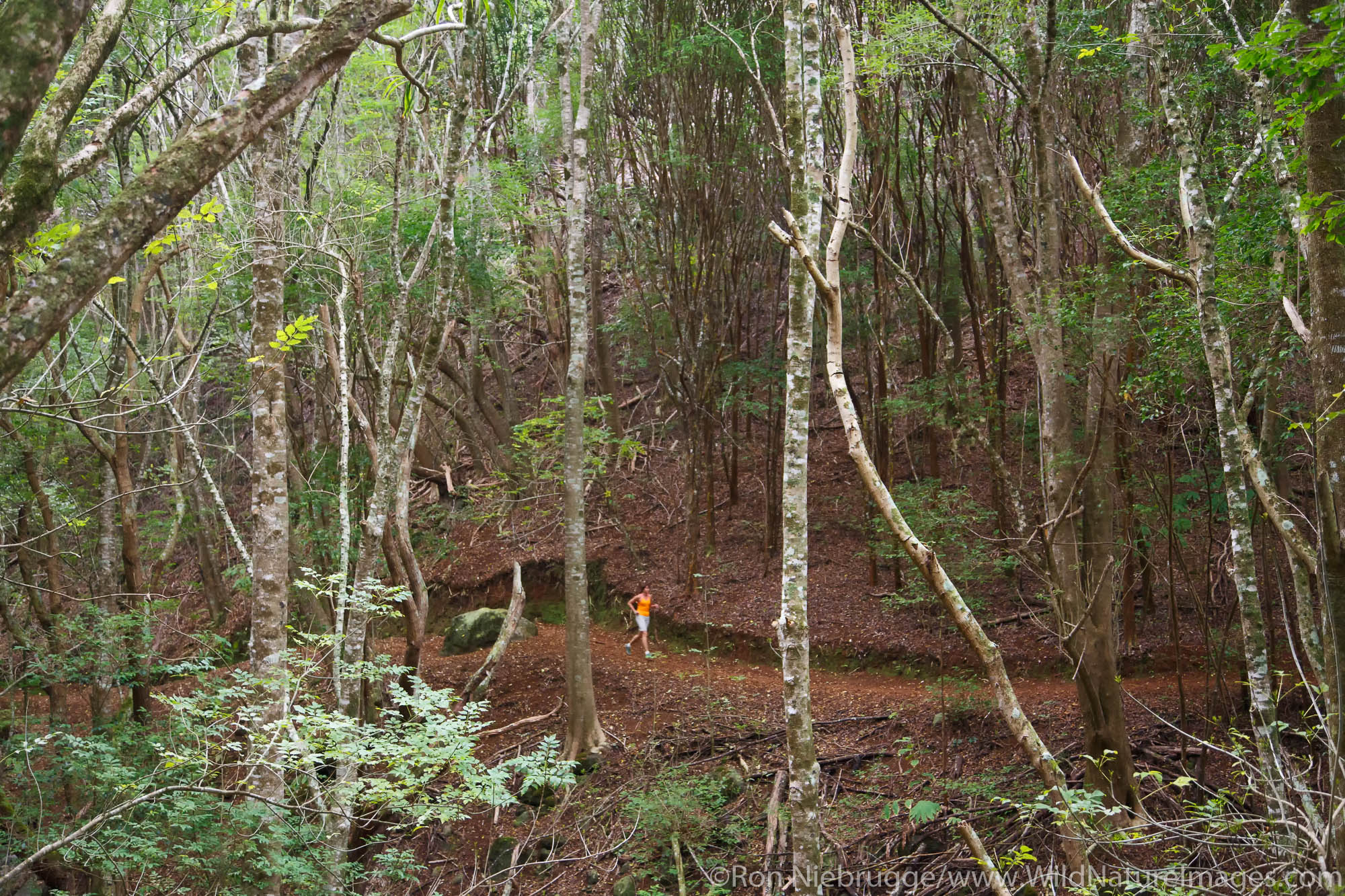 Running on the Kahakapao LoopTrail, Makawao Forest Reserve, Maui, Hawaii.  (model released)
