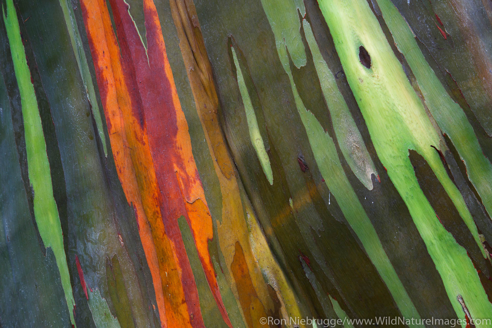 Colorful Eucalyptus Trees along the Hana Highway,Maui, Hawaii.