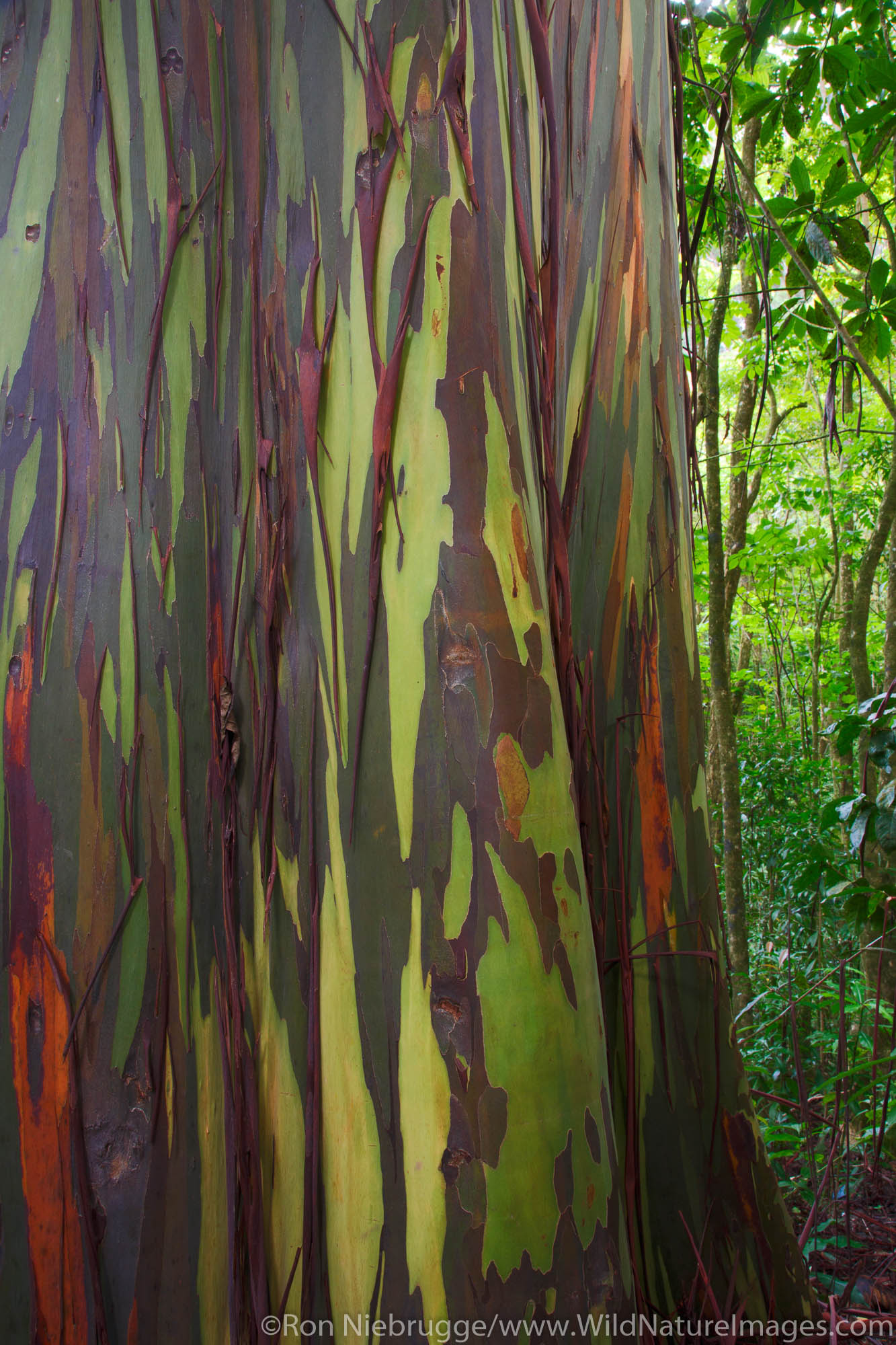 Colorful Eucalyptus Trees along the Hana Highway,Maui, Hawaii.