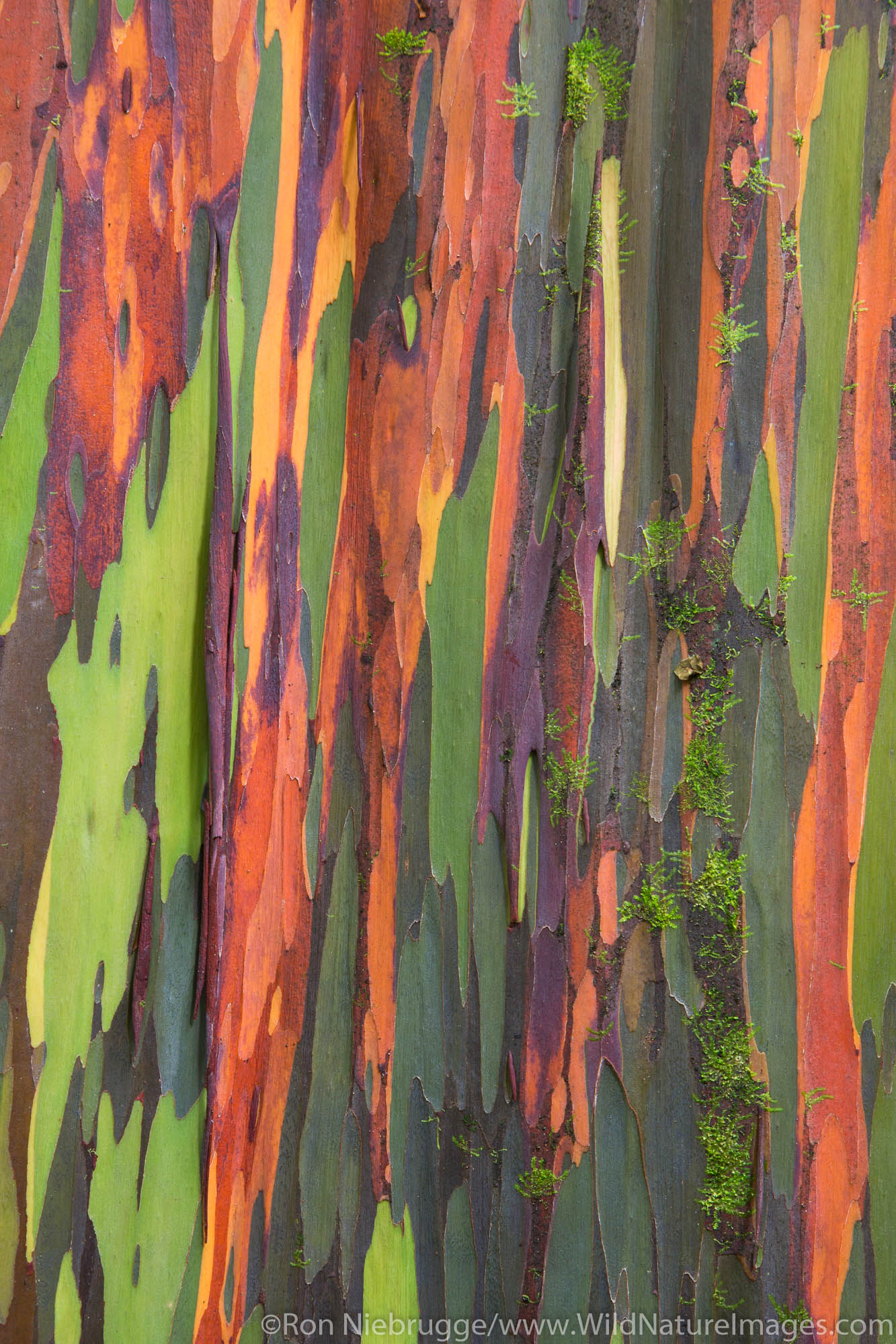 Colorful Eucalyptus Trees along the Hana Highway,Maui, Hawaii.
