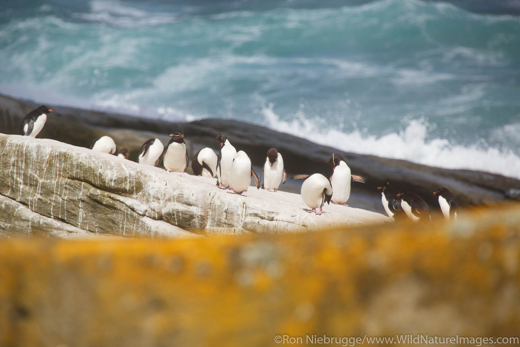 Rockhopper penguins, New Island Conservation Trust, New Island, Falkland Islands.