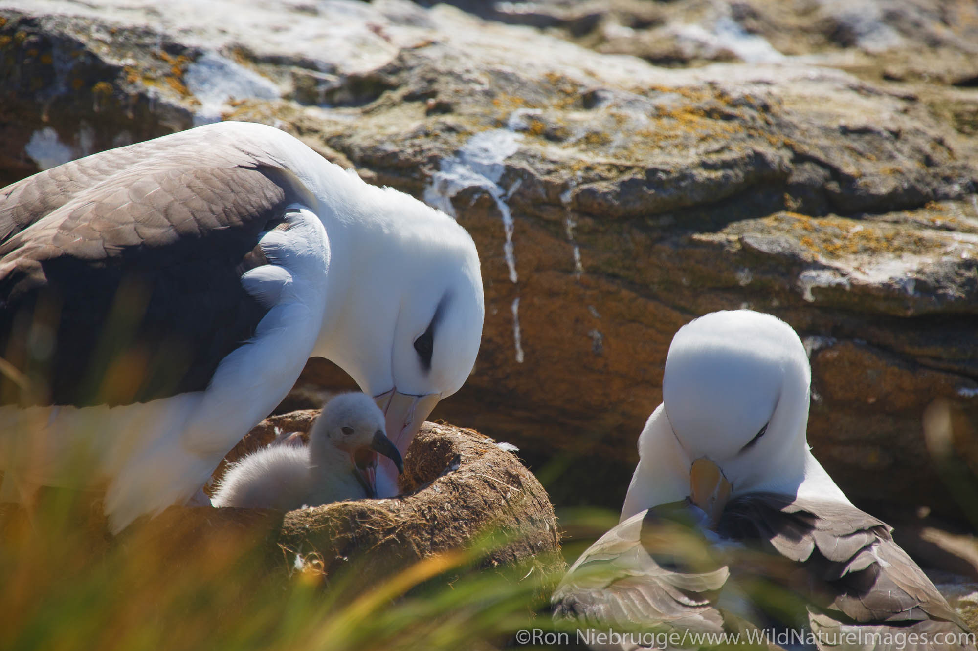 Nesting Black-browed Albatross, New Island Conservation Trust, New Island, Falkland Islands.