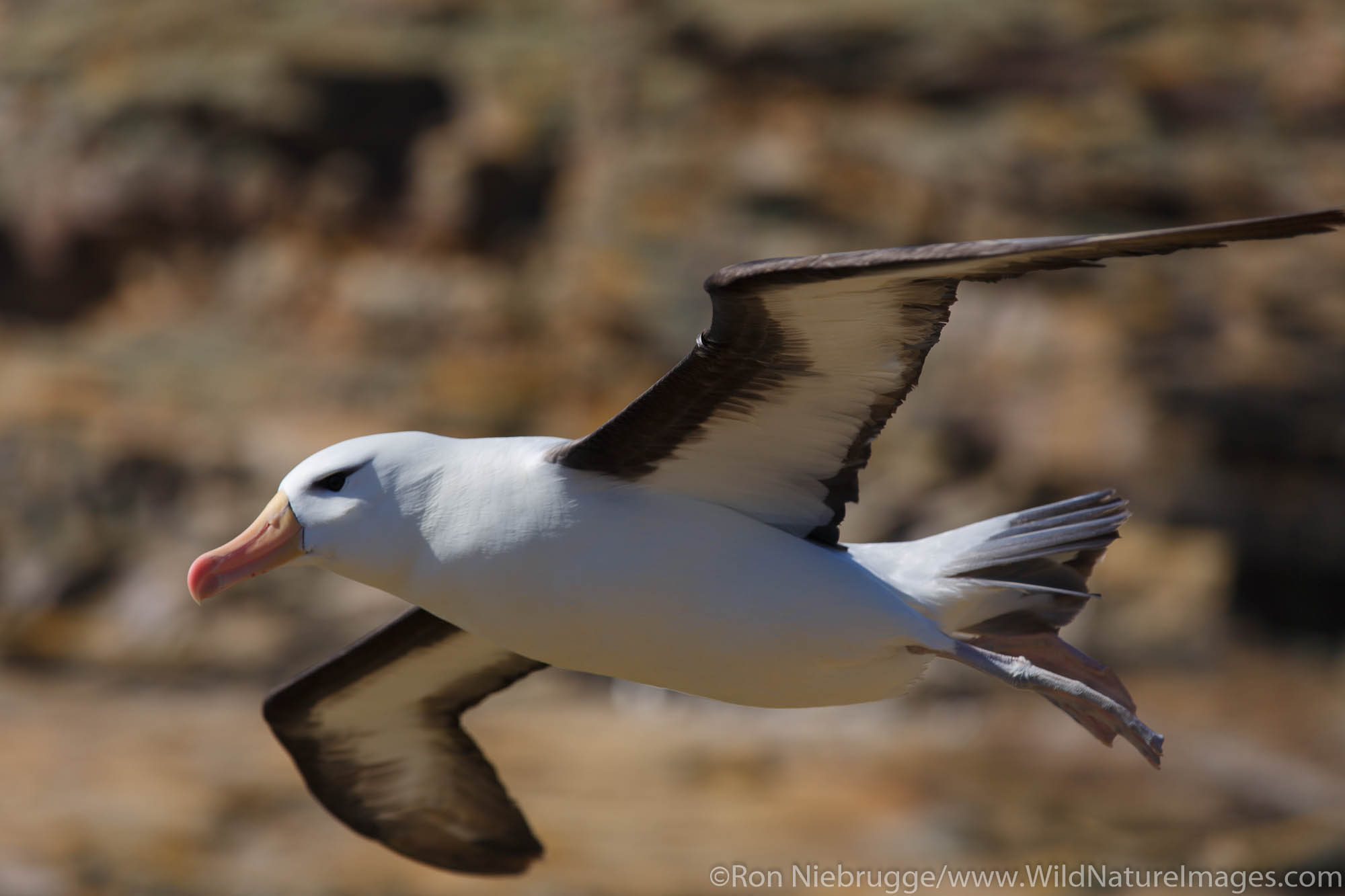 Black-browed Albatross, New Island Conservation Trust, New Island, Falkland Islands.
