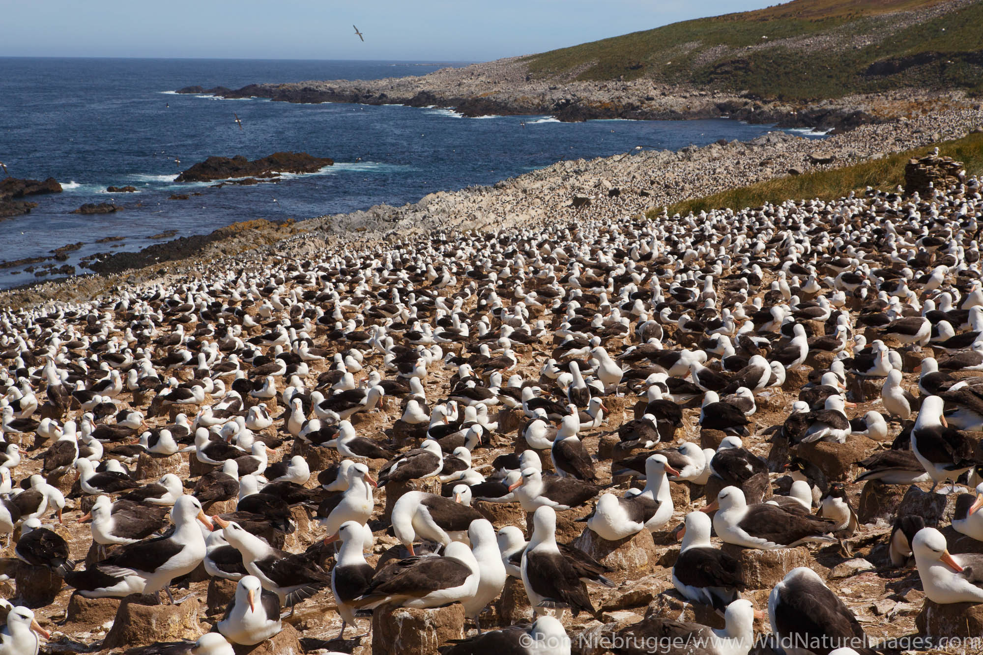 A huge colony of Black-browed Albatross on Steeple Jason, Falkland Islands.