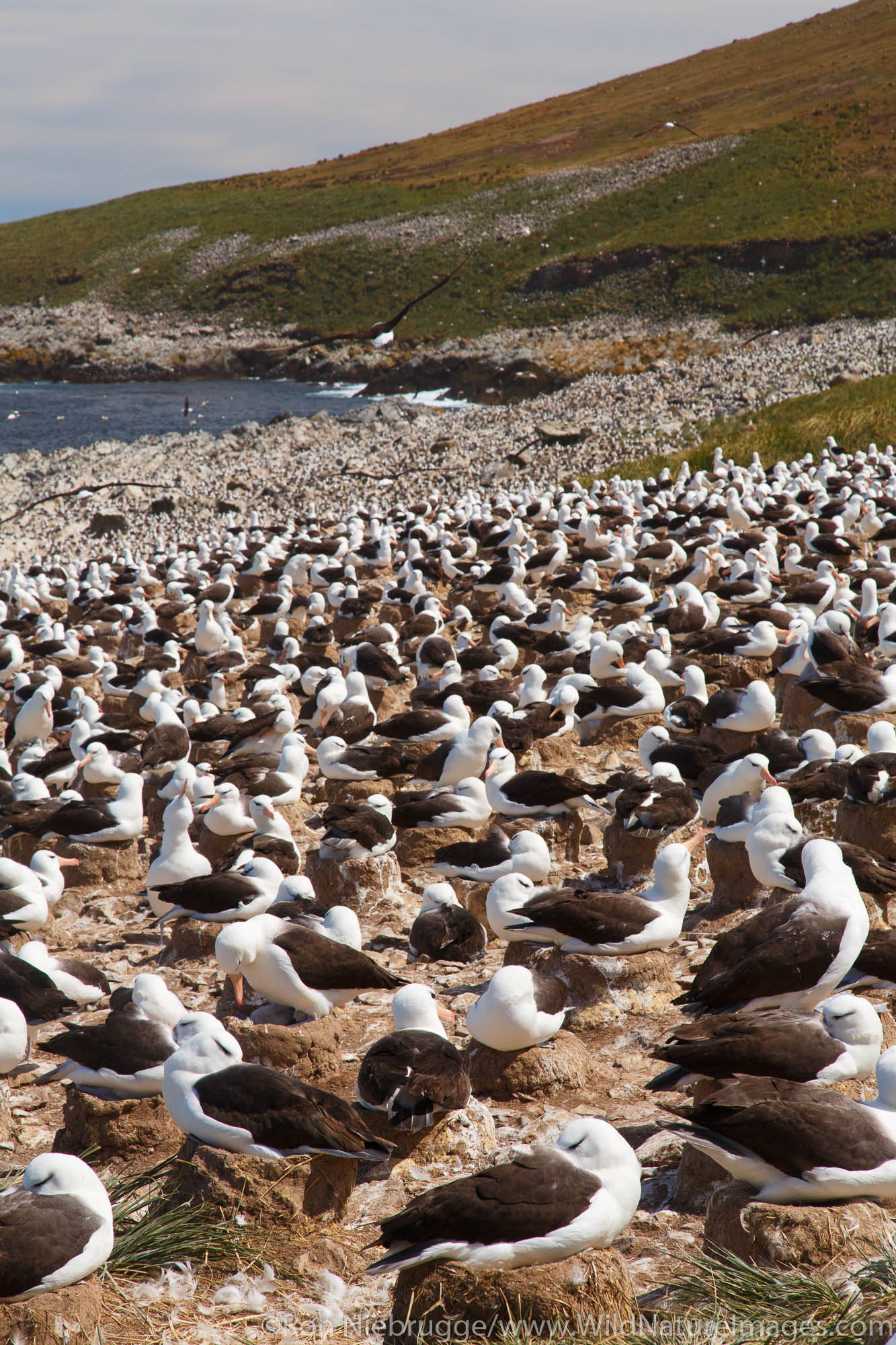 A huge colony of Black-browed Albatross on Steeple Jason, Falkland Islands.