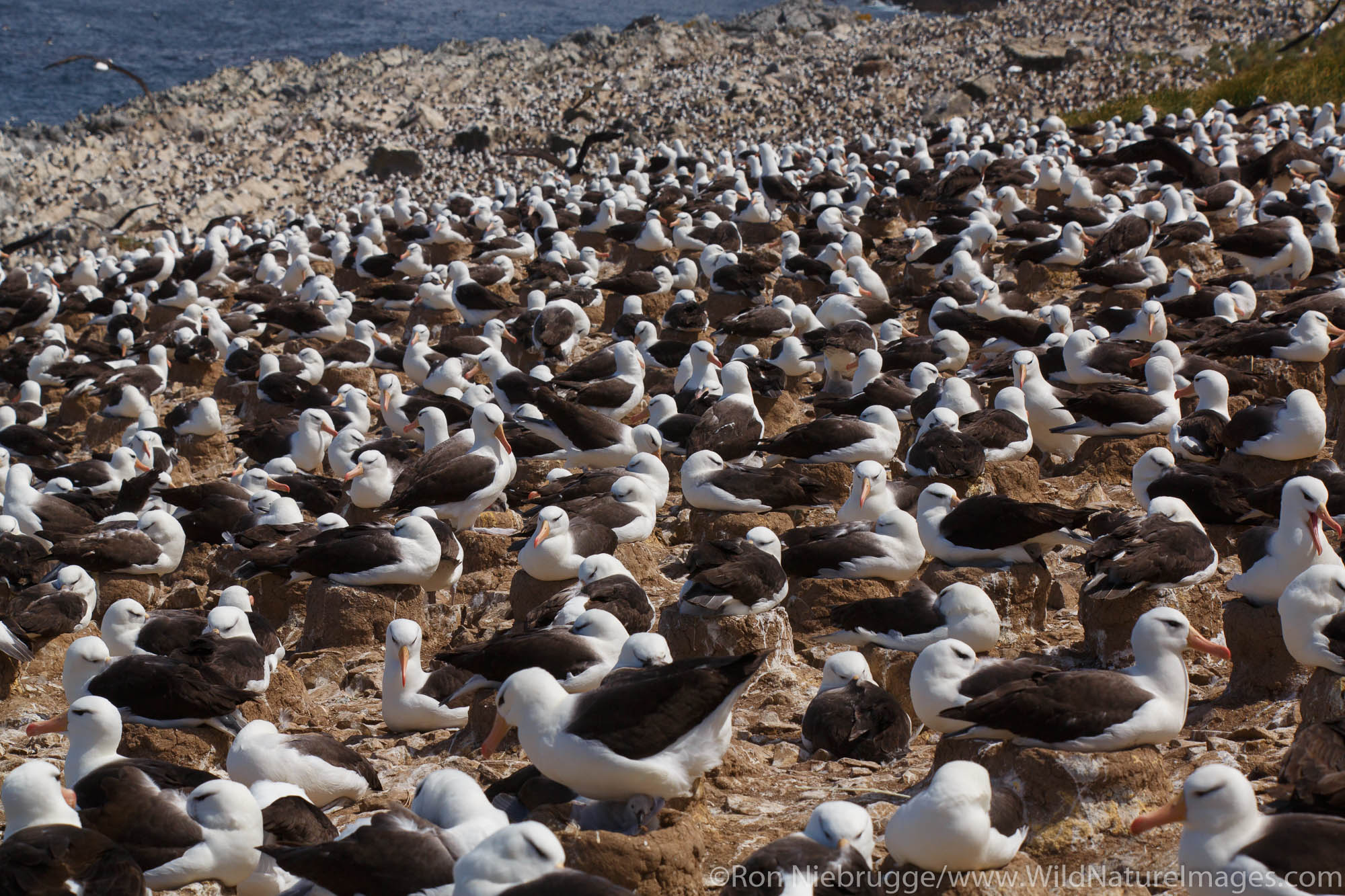 A huge colony of Black-browed Albatross on Steeple Jason, Falkland Islands.
