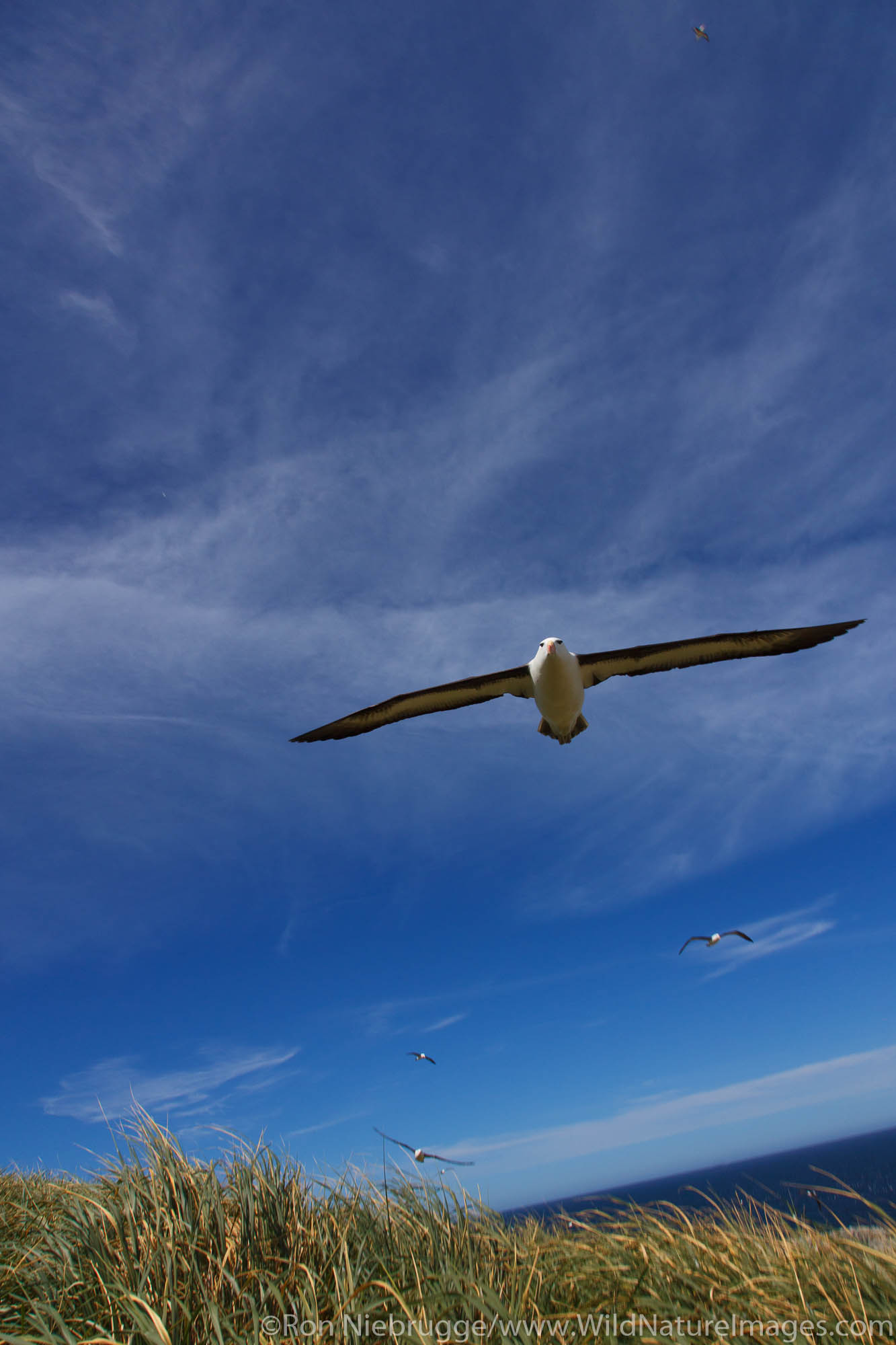 Black-browed Albatross in flight on Steeple Jason, Falkland Islands.