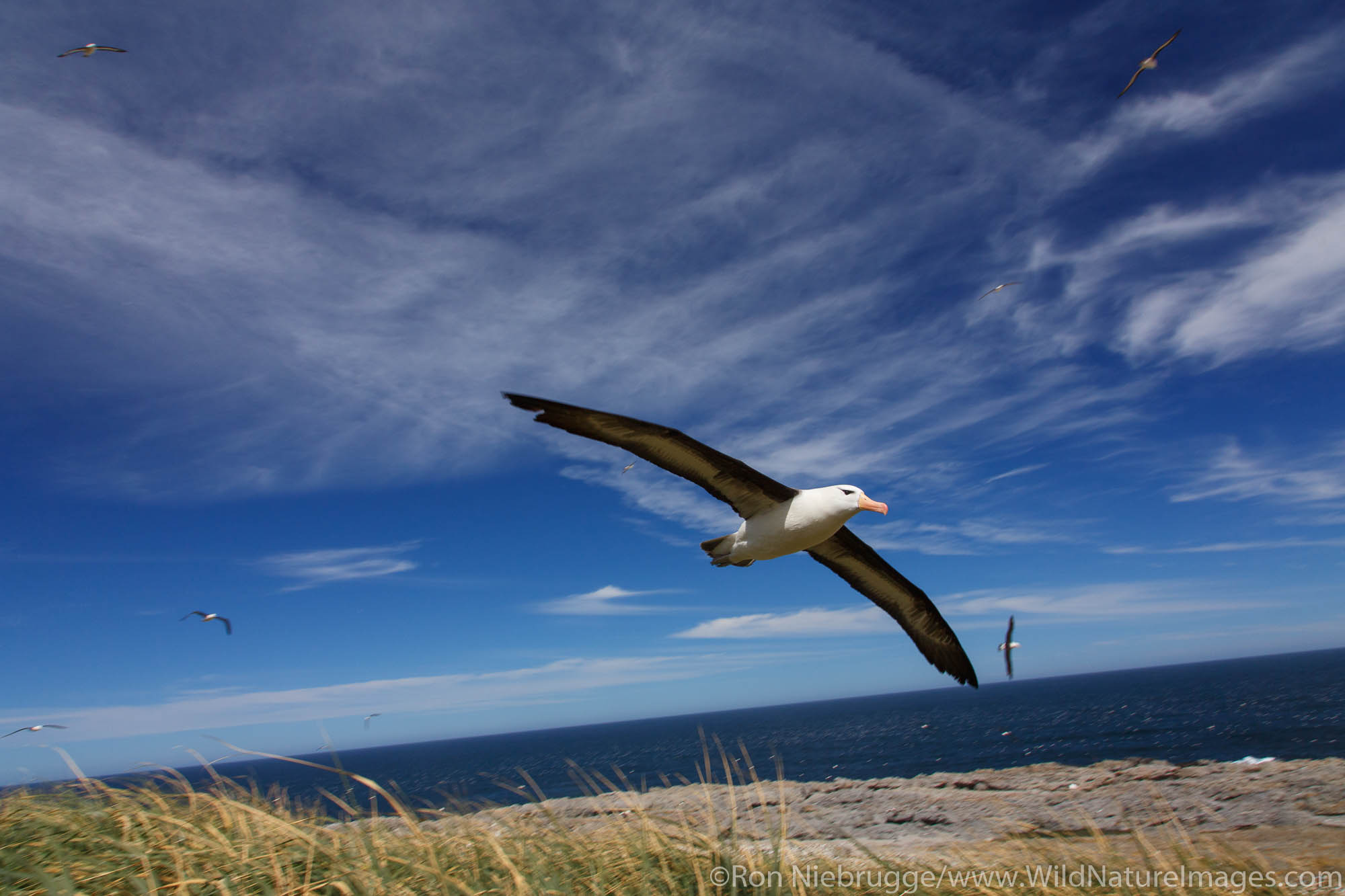 Black-browed Albatross in flight on Steeple Jason, Falkland Islands.
