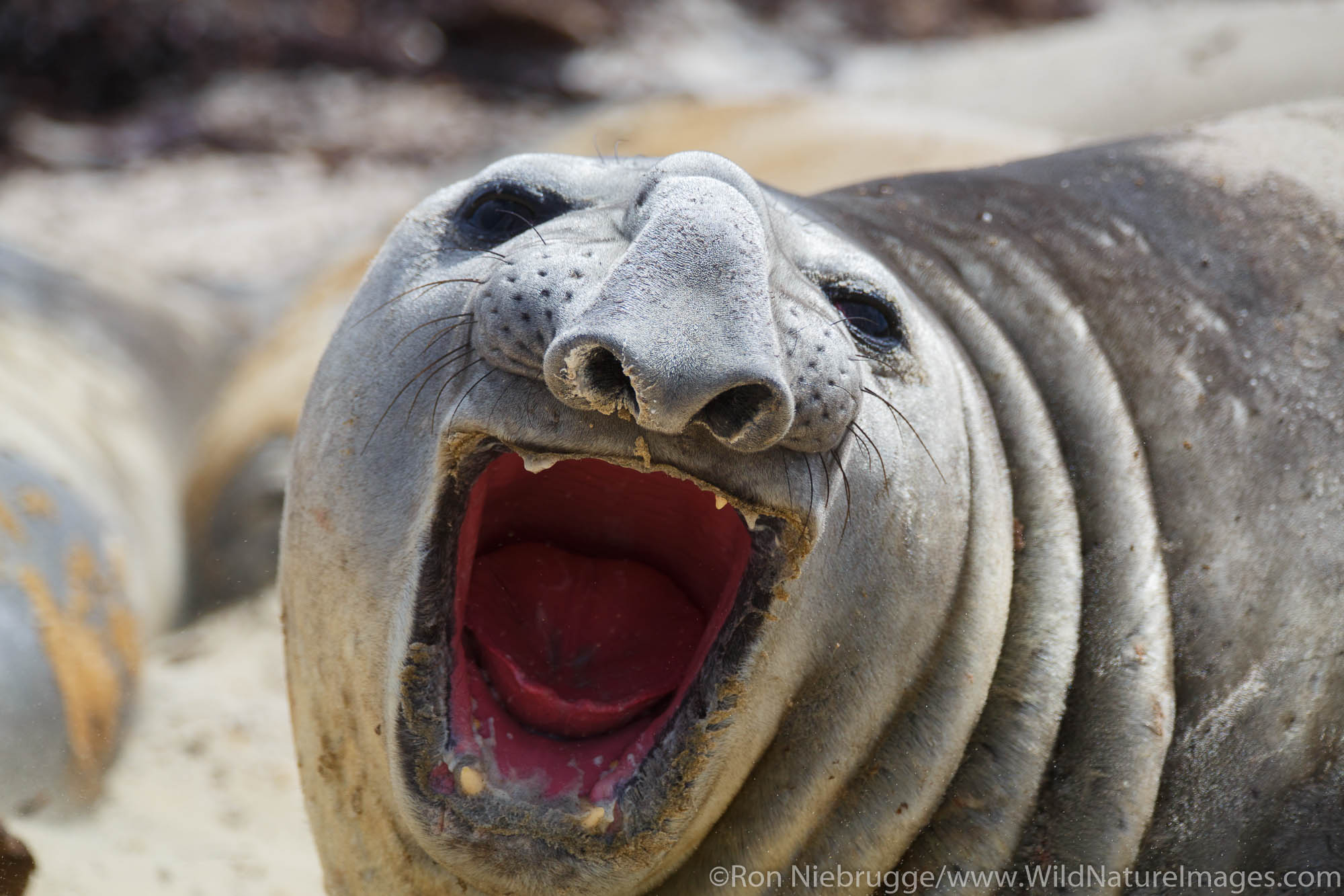 Southern Elephant Seals, Sea Lion Island, Falkland Islands.