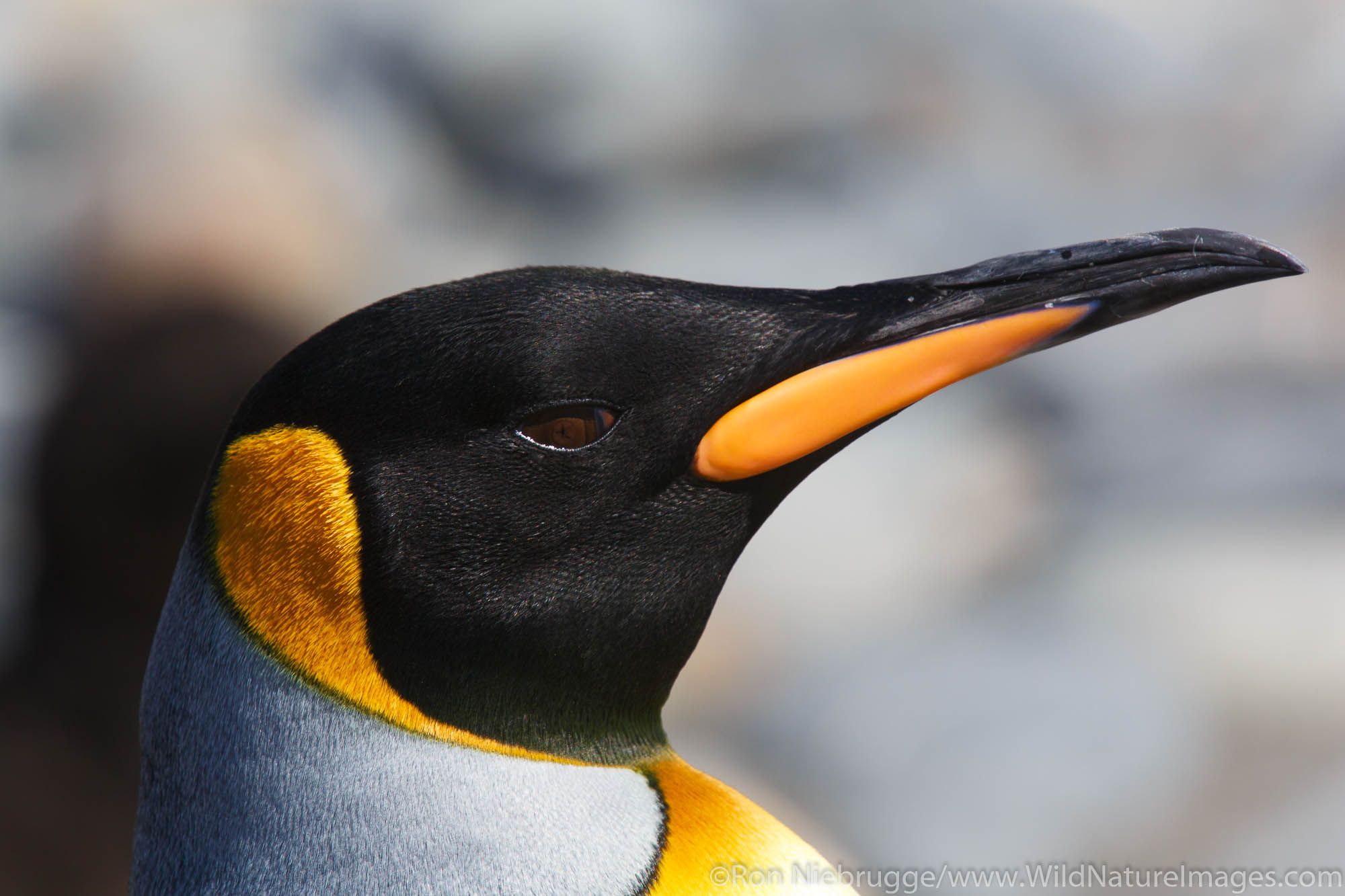 King penguin (Aptenodytes patagonicus) on the Salisbury Plain, South Georgia, Antarctica.