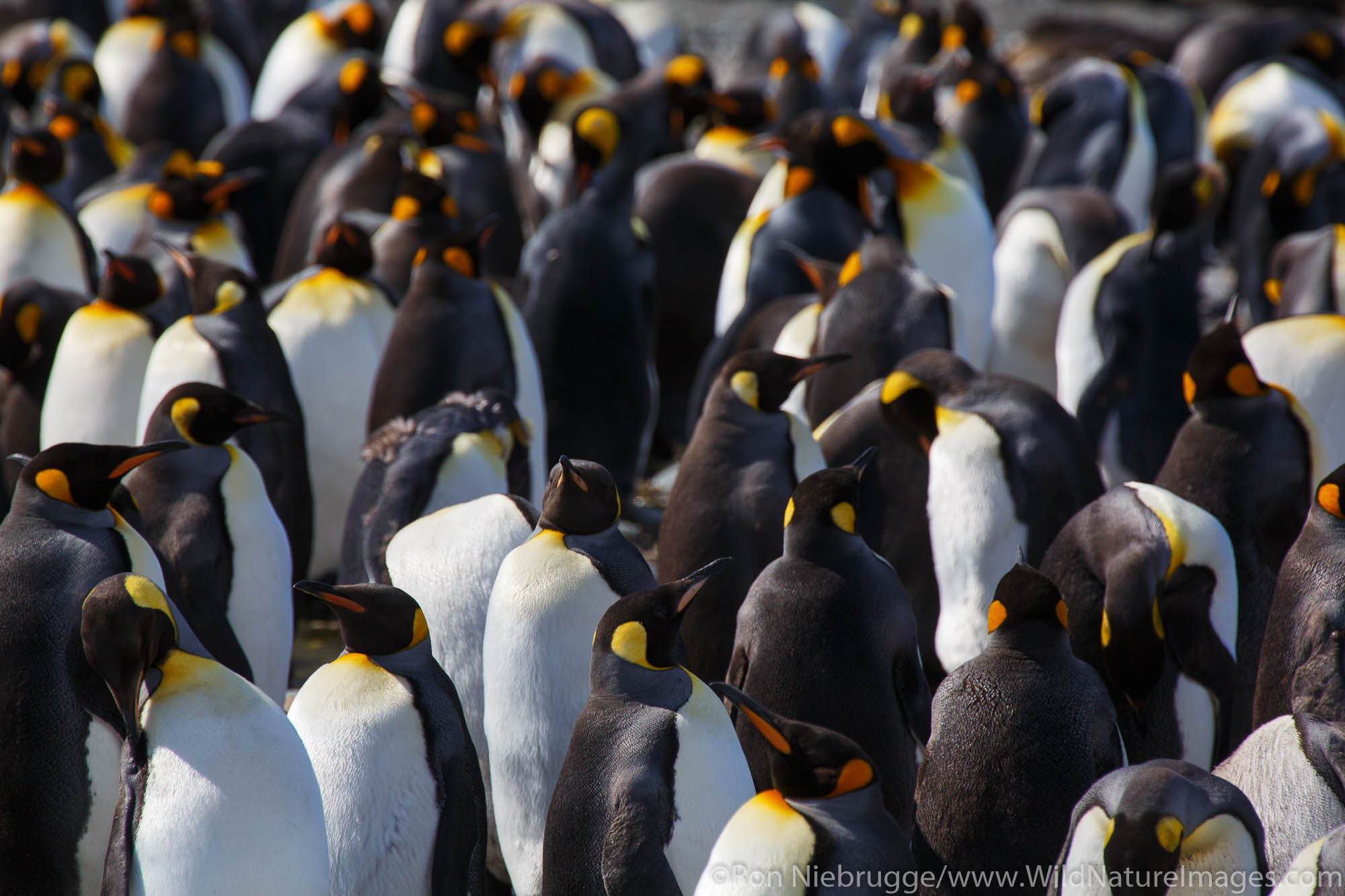 King penguins (Aptenodytes patagonicus) on the Salisbury Plain, South Georgia, Antarctica.
