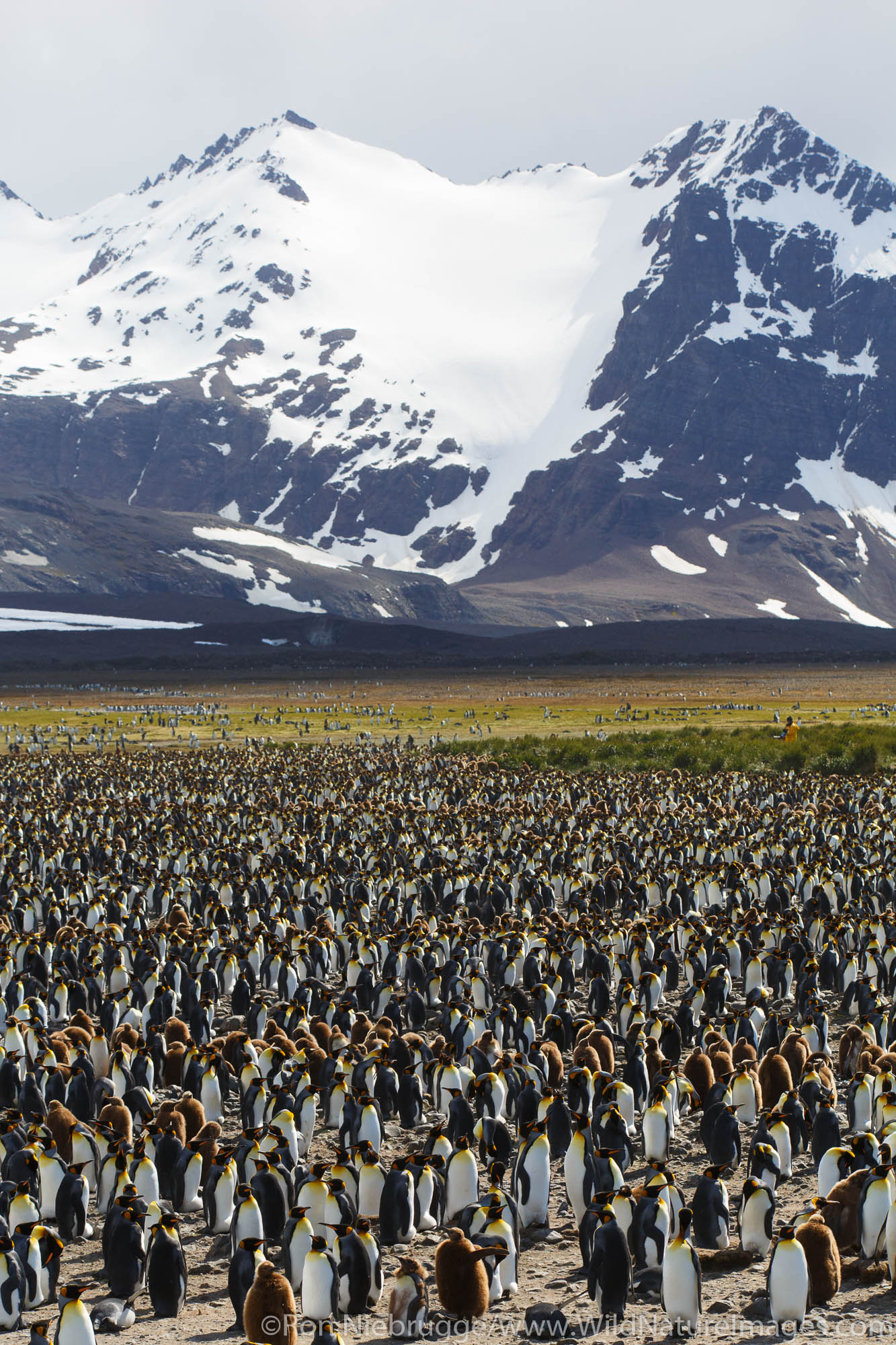 King penguins (Aptenodytes patagonicus) on the Salisbury Plain, South Georgia, Antarctica.