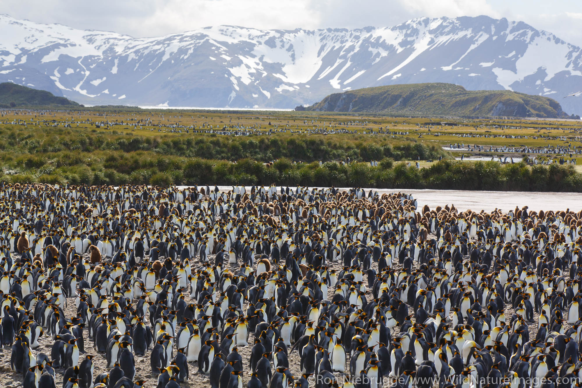 King penguins (Aptenodytes patagonicus) on the Salisbury Plain, South Georgia, Antarctica.