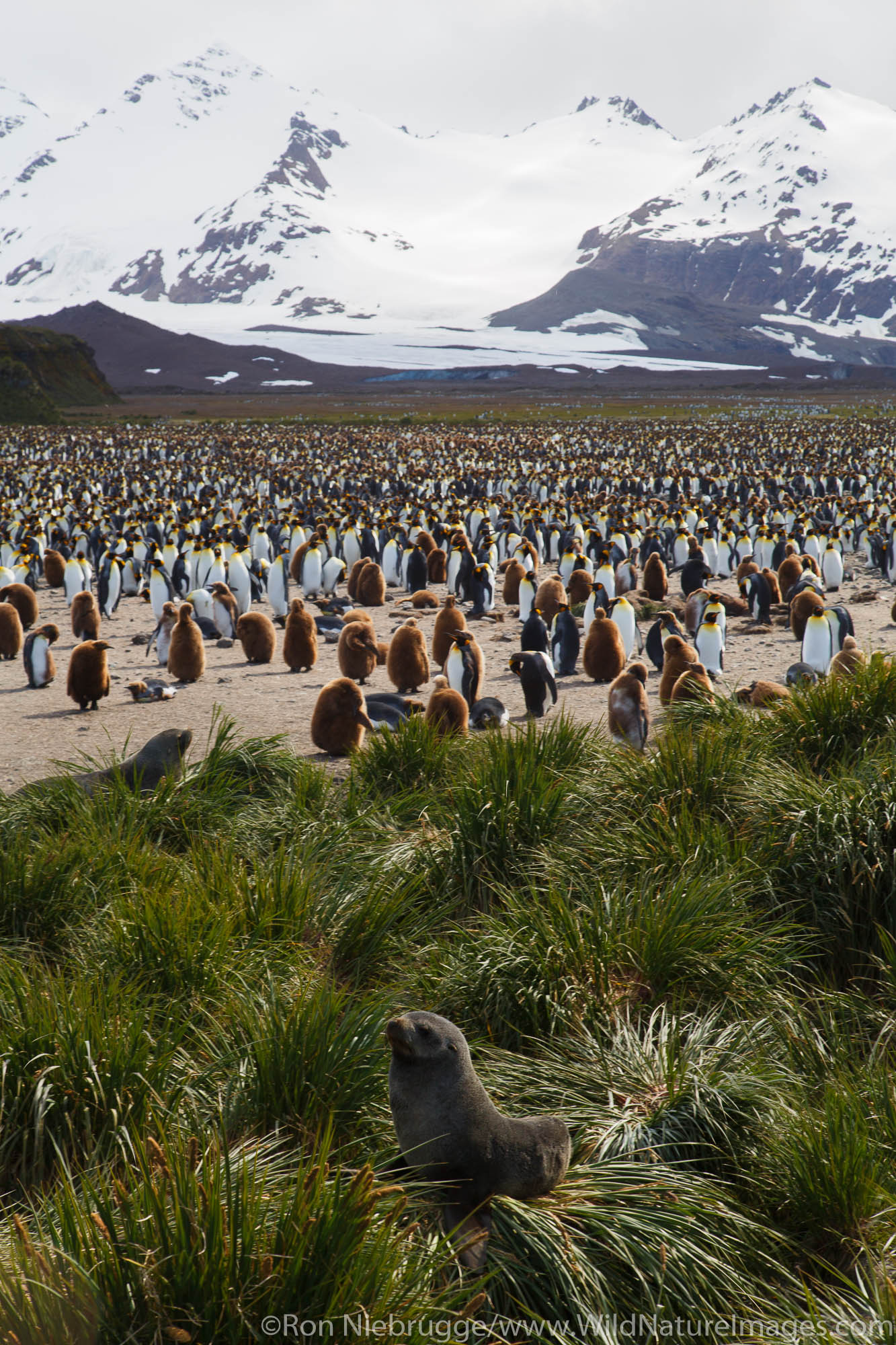 King penguins (Aptenodytes patagonicus) on the Salisbury Plain, South Georgia, Antarctica.