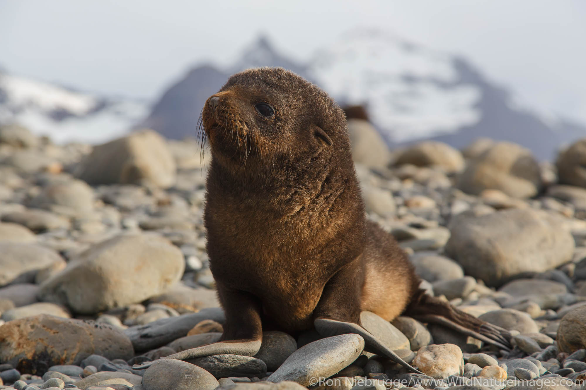 Antarctic fur seal (Arctocephalus gazella), Salisbury Plain, South Georgia, Antarctica.
