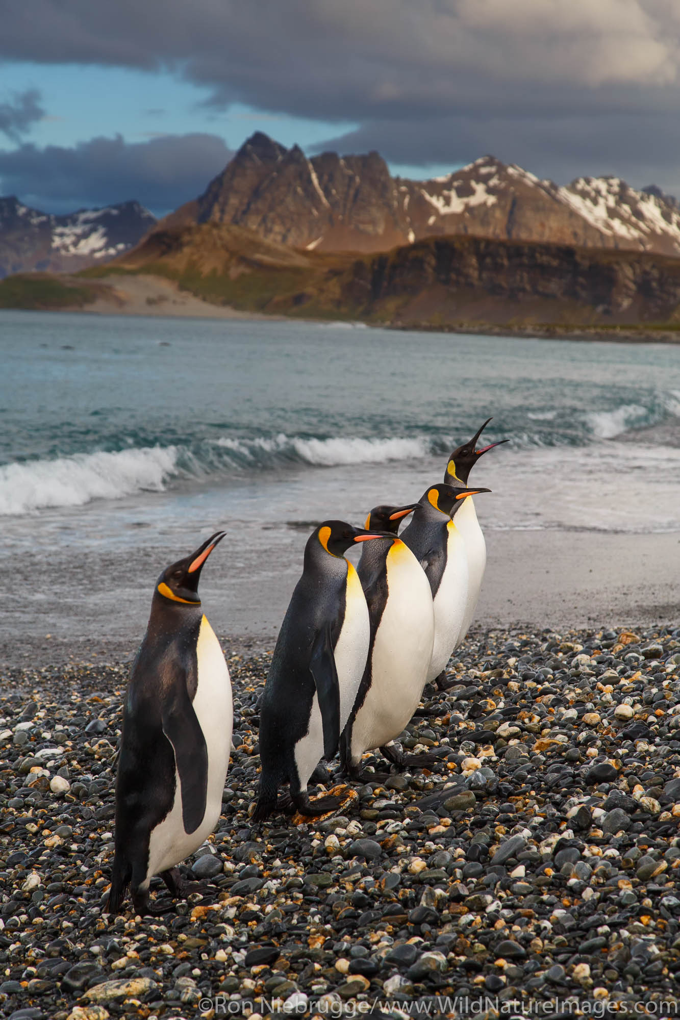 King penguins (Aptenodytes patagonicus) on the Salisbury Plain, South Georgia, Antarctica.