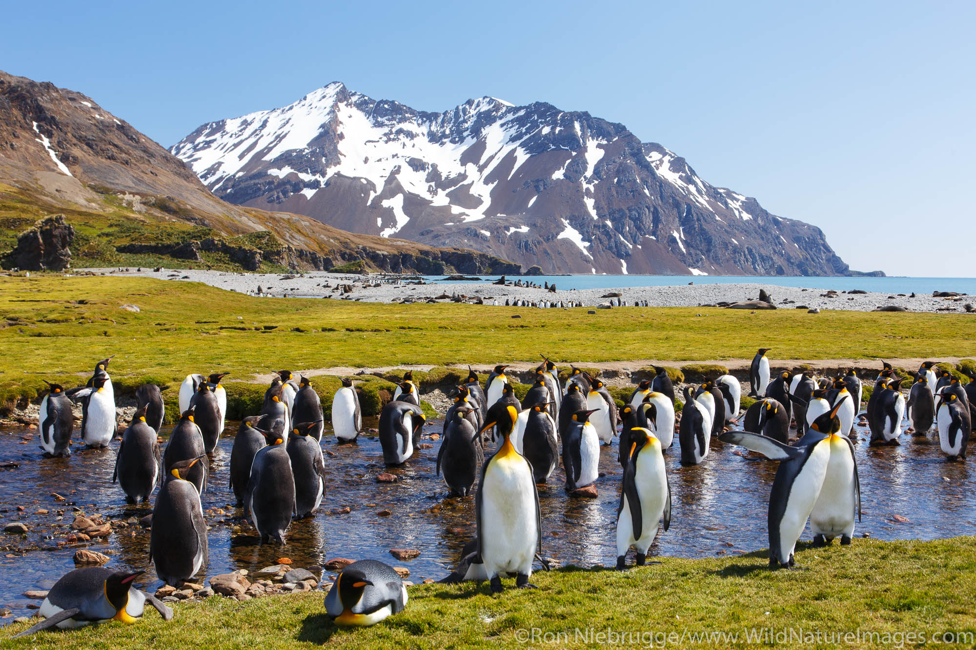 King penguins (Aptenodytes patagonicus), Fortuna Bay, South Georgia Island, Antarctica.
