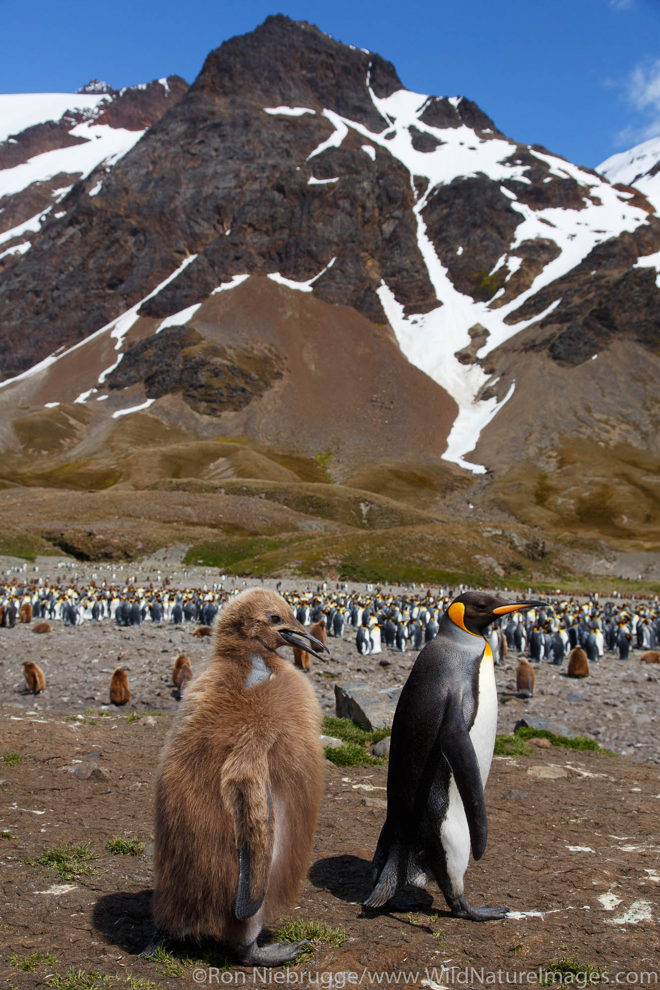King penguins (Aptenodytes patagonicus), Fortuna Bay, South Georgia Island, Antarctica.