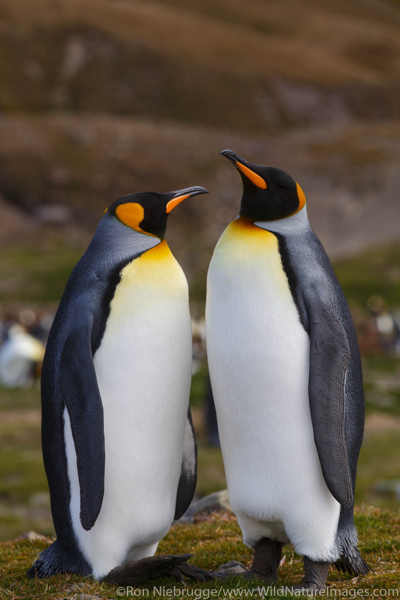 King penguins (Aptenodytes patagonicus), Fortuna Bay, South Georgia Island, Antarctica.