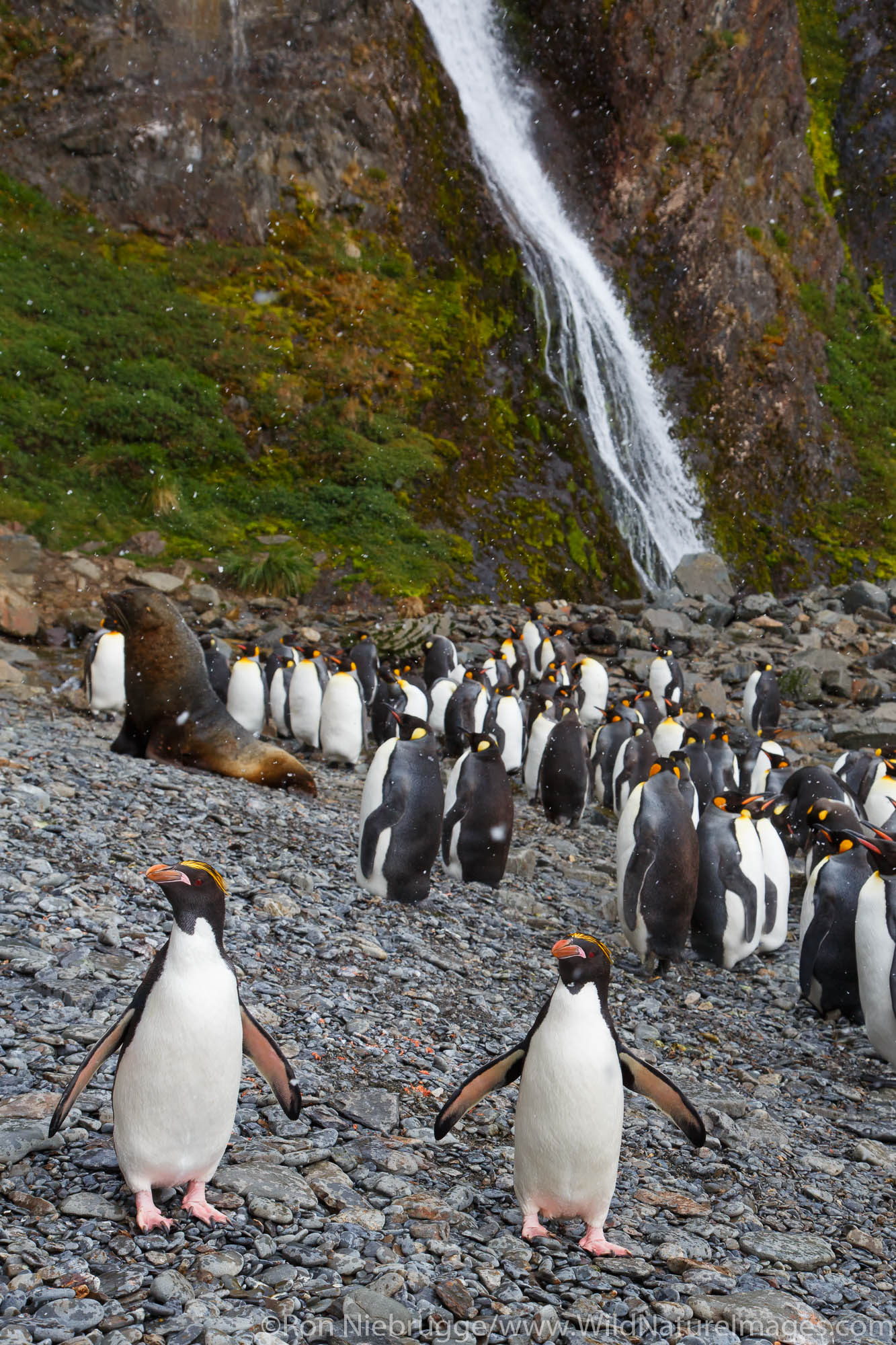 King penguins (Aptenodytes patagonicus), macaroni penguins (Eudyptes chrysolophus), and Antarctic fur seal (Arctocephalus gazella...