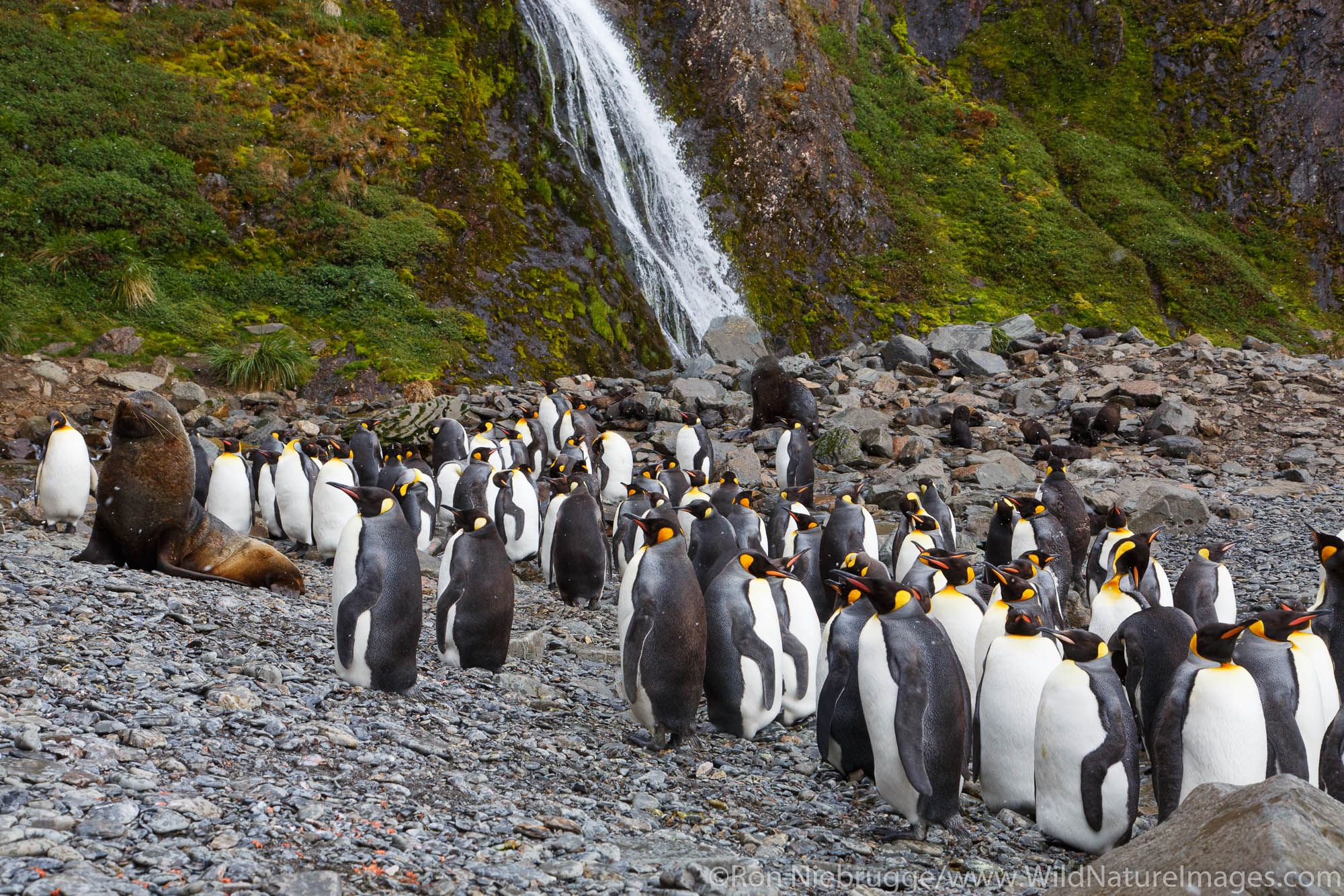 An Antarctic fur seal (Arctocephalus gazella) and macaroni penguins (Eudyptes chrysolophus), Hercules Bay, South Georgia, Antarctica...