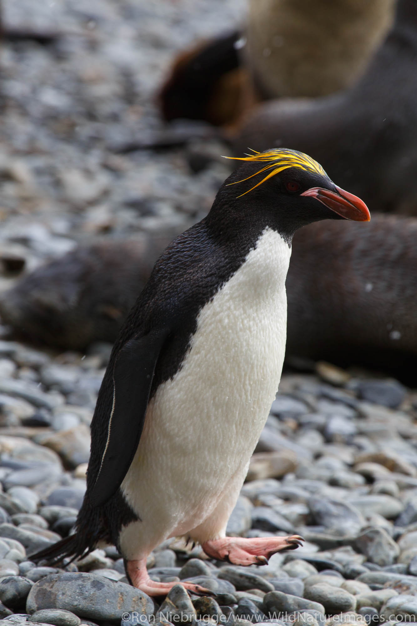 Macaroni penguins (Eudyptes chrysolophus), Hercules Bay, South Georgia, Antarctica.