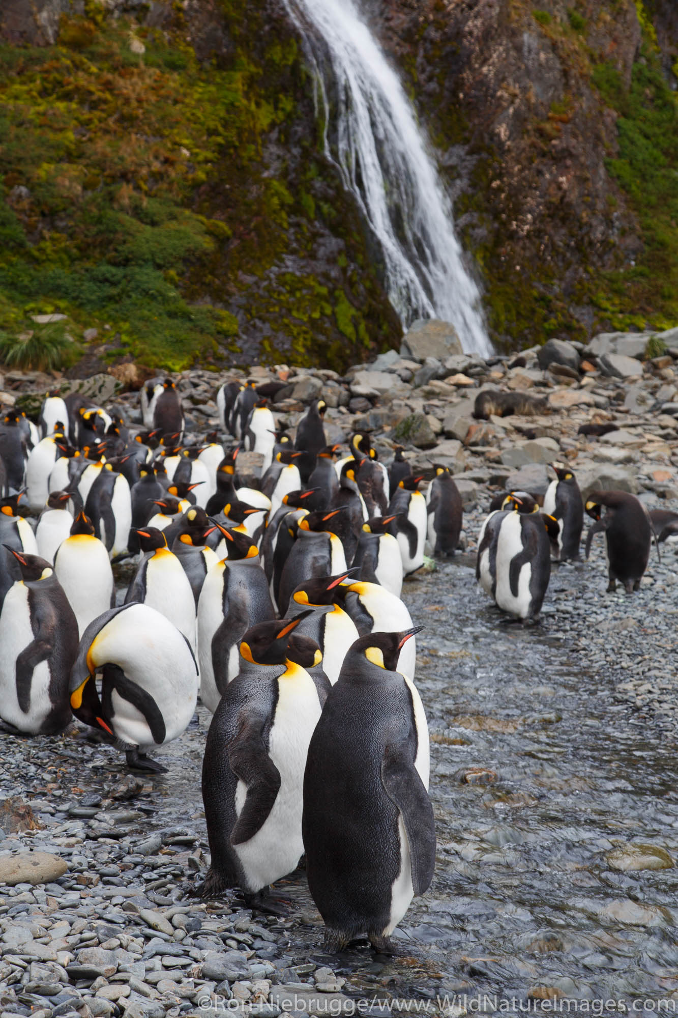 King penguins (Aptenodytes patagonicus), Hercules Bay, South Georgia, Antarctica.
