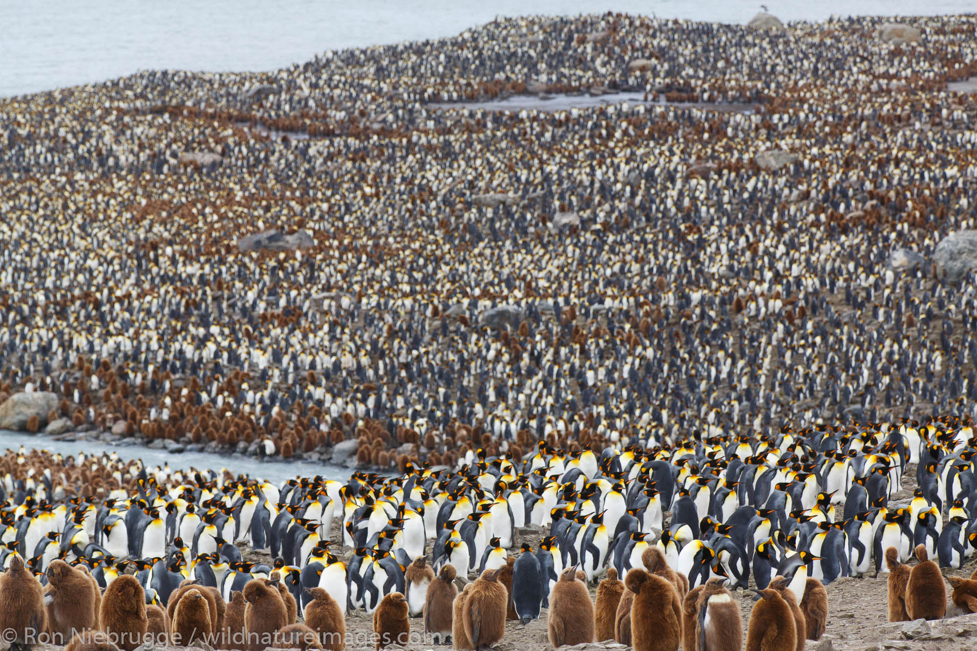 King penguins (Aptenodytes patagonicus), Saint Andrews Bay, South Georgia, Antarctica.
