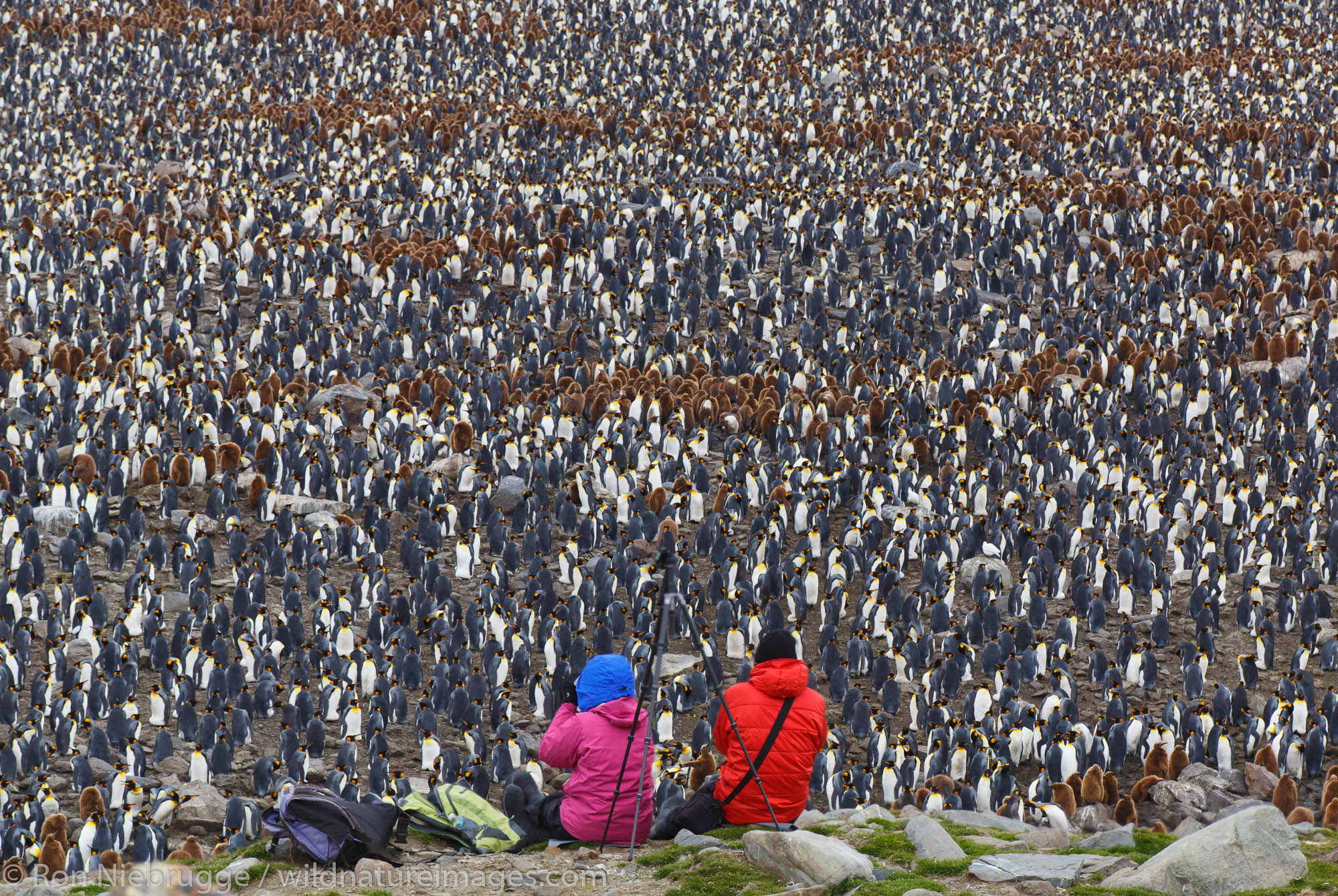 Visitors at a King penguin colony (Aptenodytes patagonicus), Saint Andrews Bay, South Georgia, Antarctica.