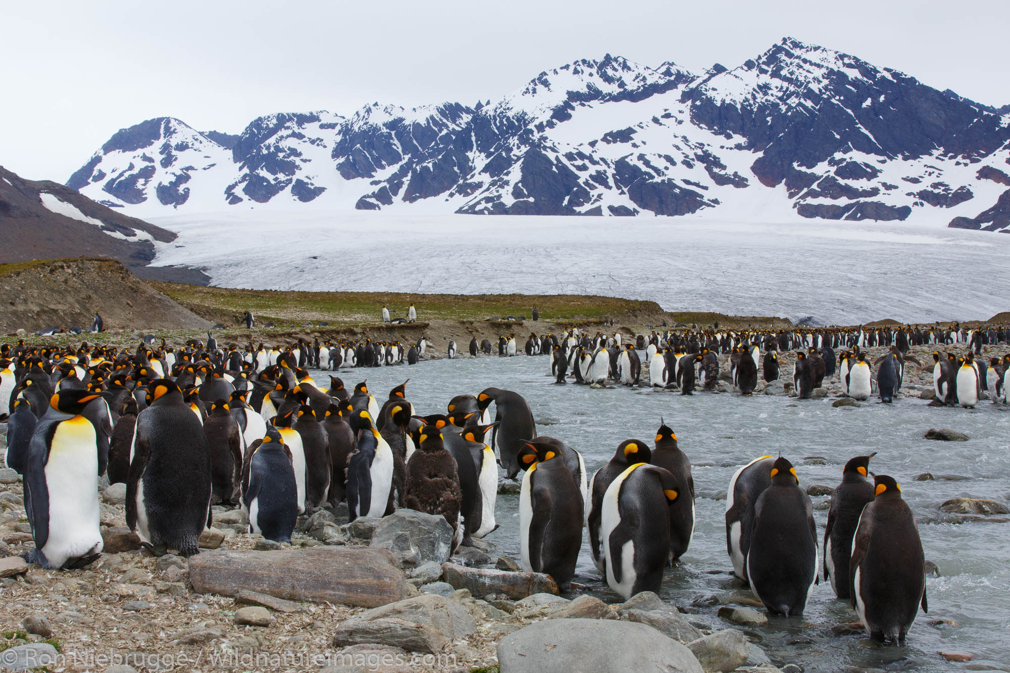King penguins (Aptenodytes patagonicus), Saint Andrews Bay, South Georgia, Antarctica.