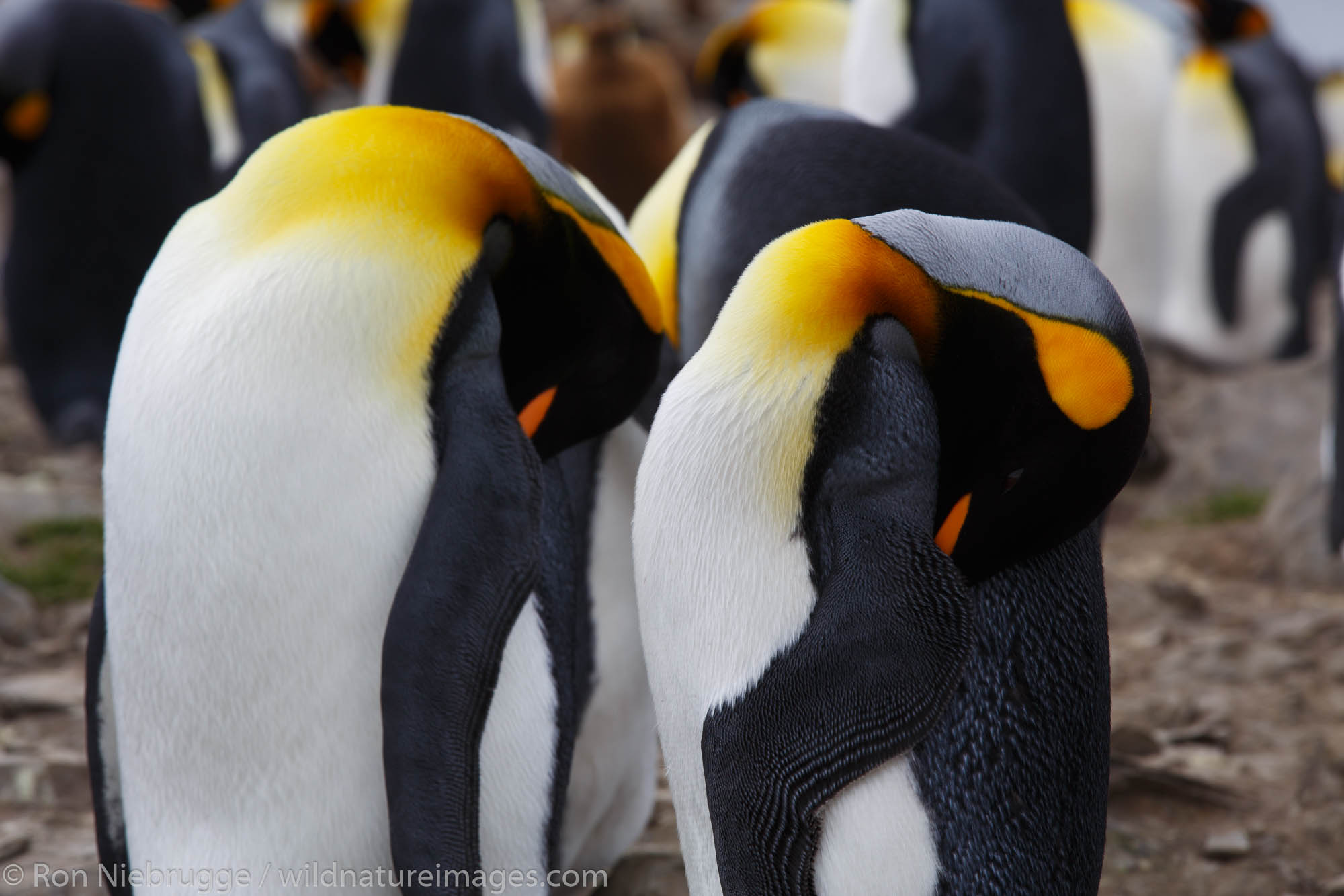King penguins (Aptenodytes patagonicus), Saint Andrews Bay, South Georgia, Antarctica.