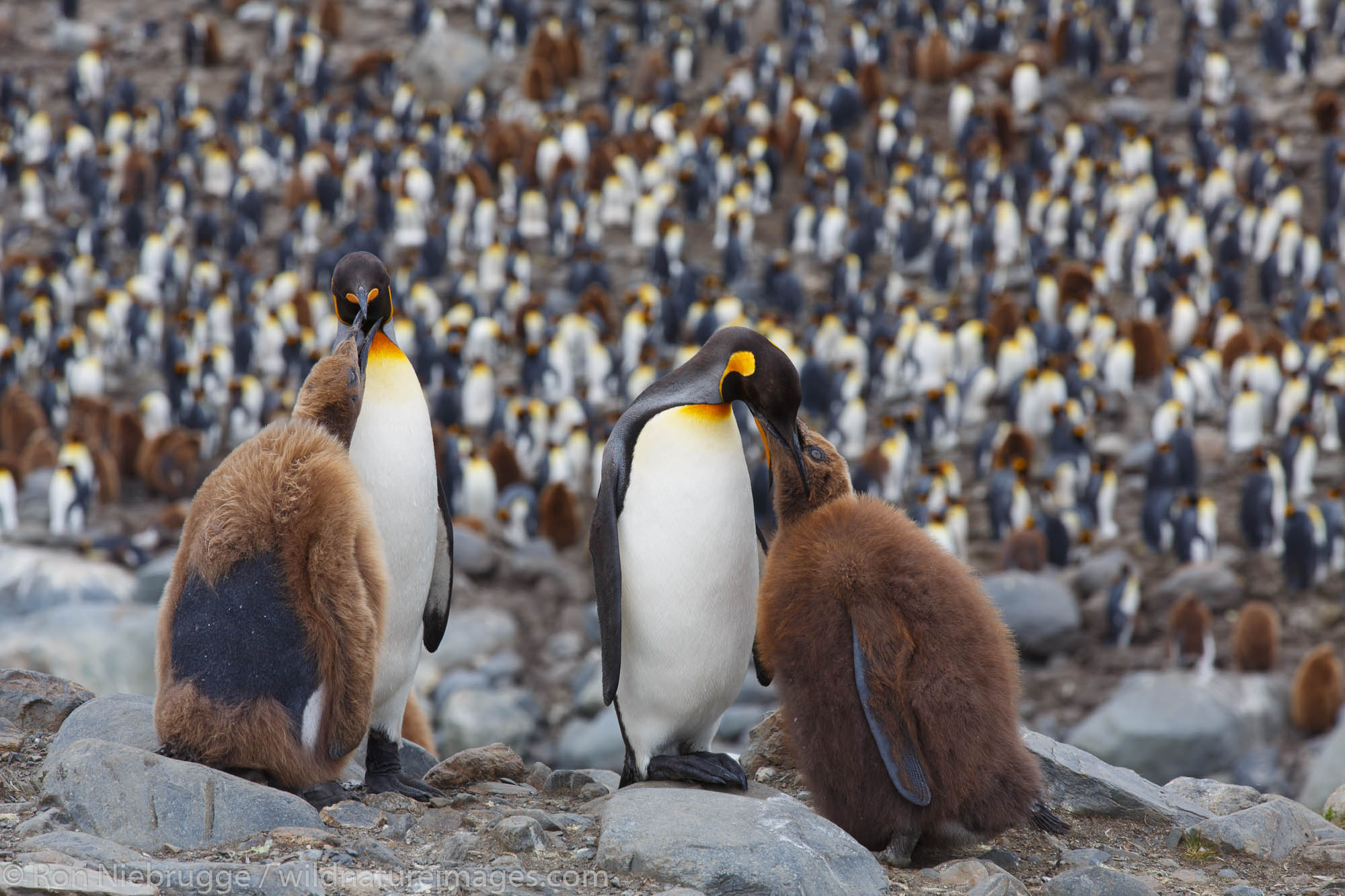 King penguins (Aptenodytes patagonicus), Saint Andrews Bay, South Georgia, Antarctica.