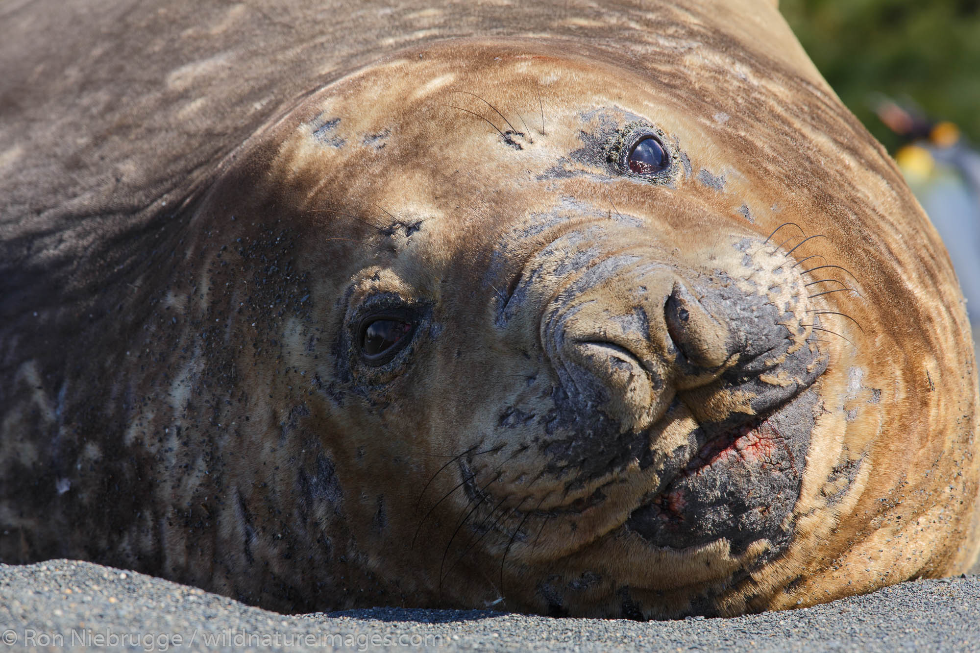 Southern elephant seal (Mirounga leonina), Gold Harbour, South Georgia, Antarctica.