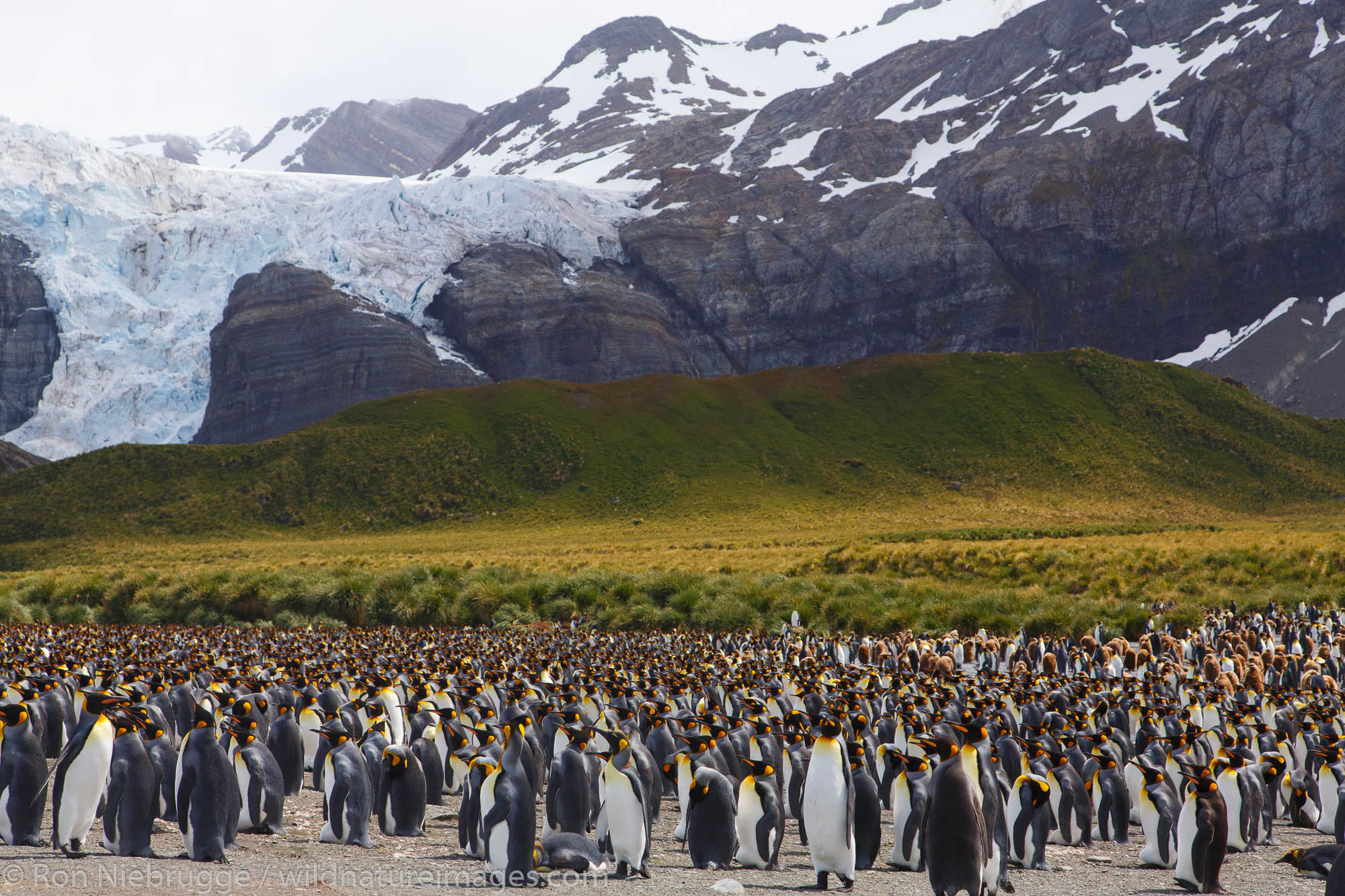 King penguins (Aptenodytes patagonicus), Gold Harbour, South Georgia, Antarctica.