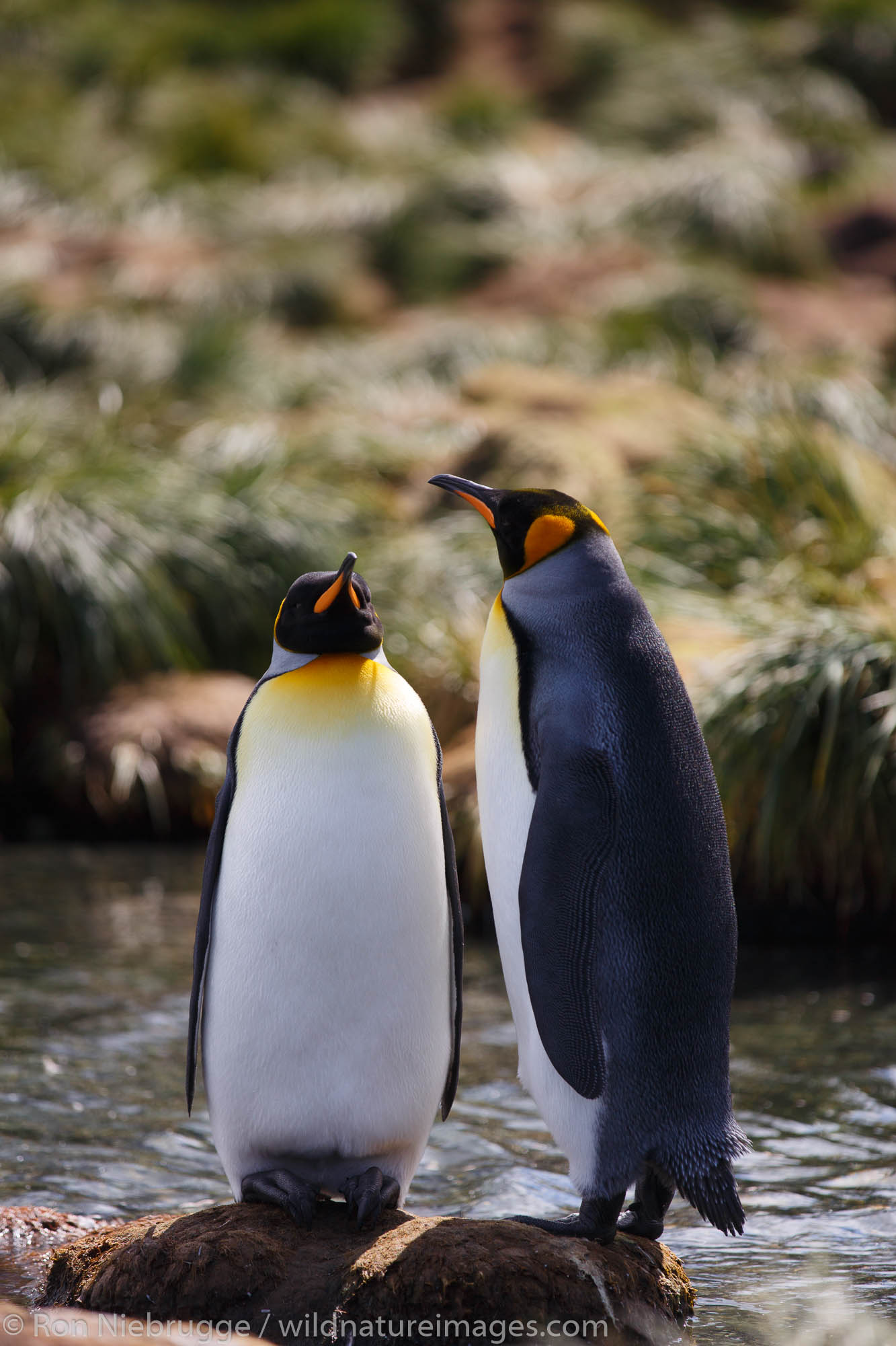 King penguins (Aptenodytes patagonicus), Gold Harbour, South Georgia, Antarctica.