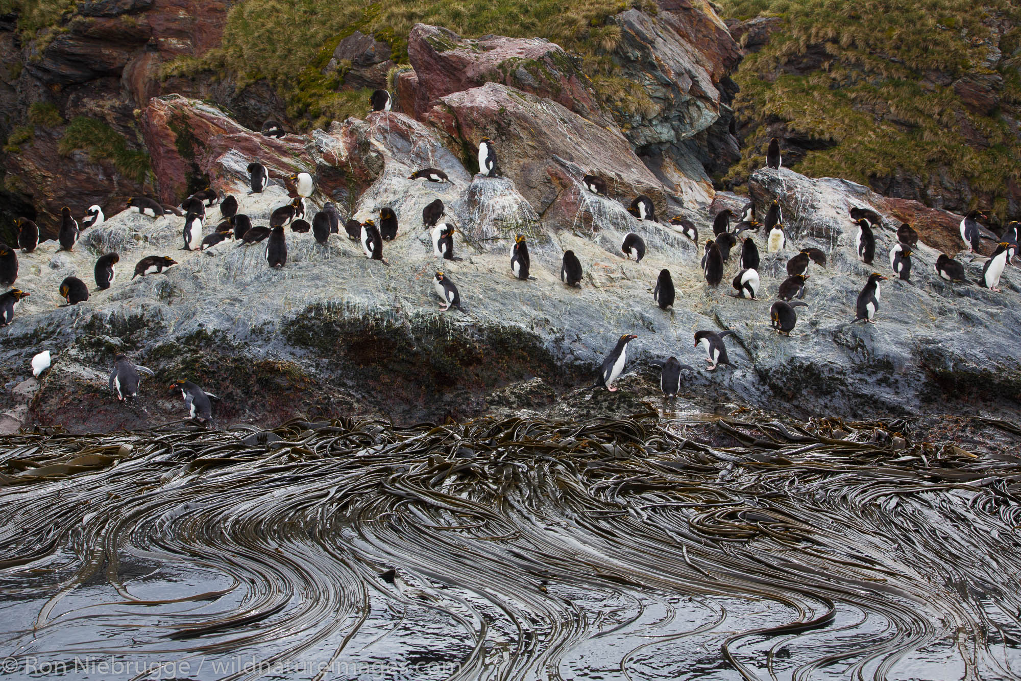 Macaroni penguins (Eudyptes chrysolophus), Cooper Bay, South Georgia, Antarctica.