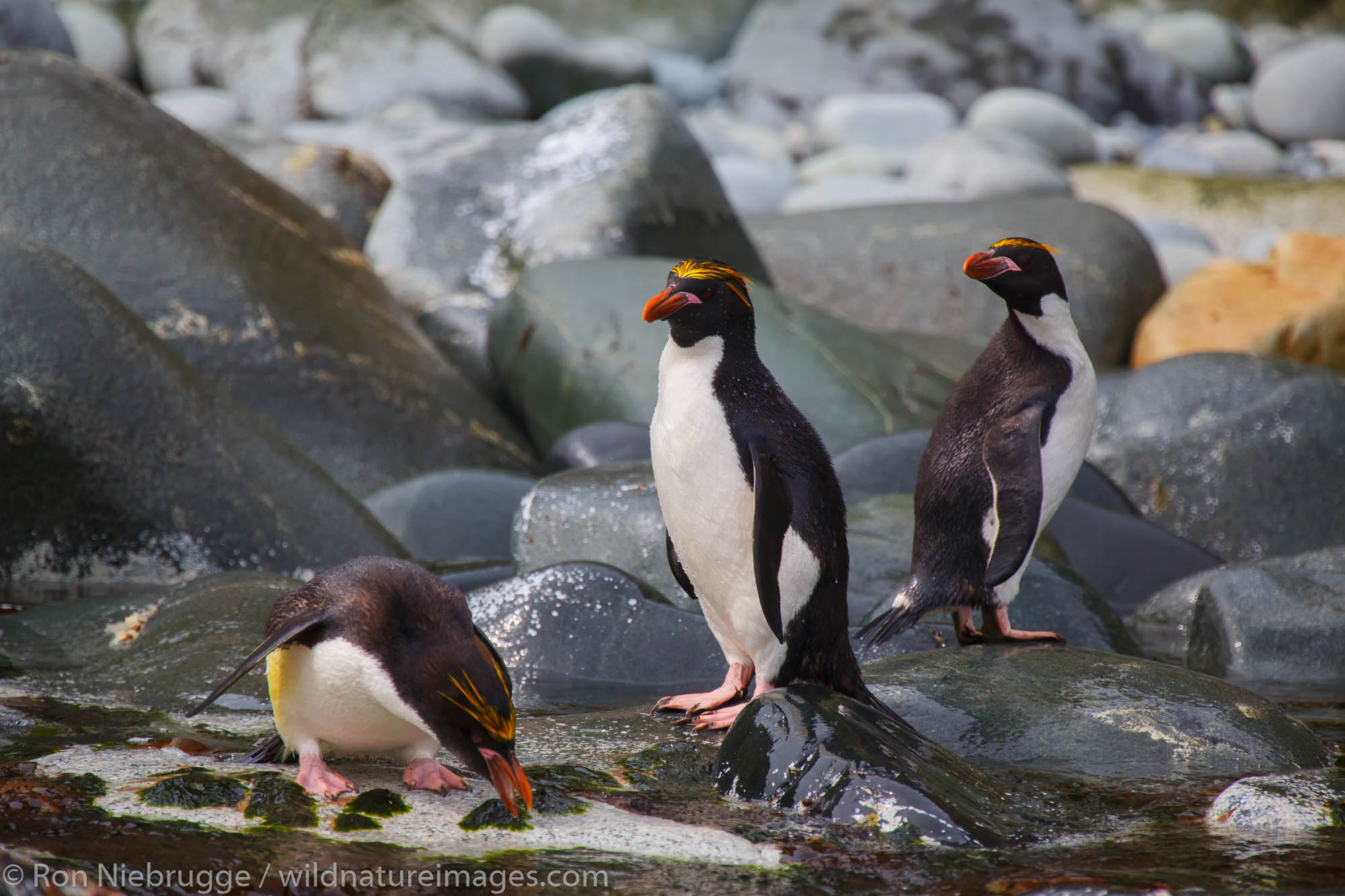Macaroni penguins (Eudyptes chrysolophus), Cooper Bay, South Georgia, Antarctica.