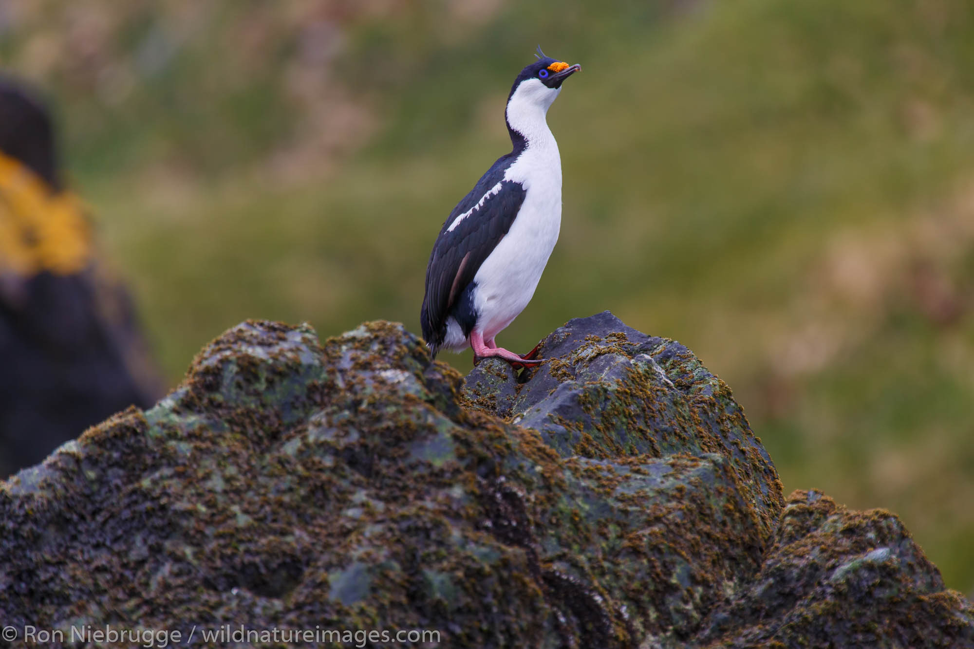 Blue-eyed shag, Cooper Bay, South Georgia, Antarctica