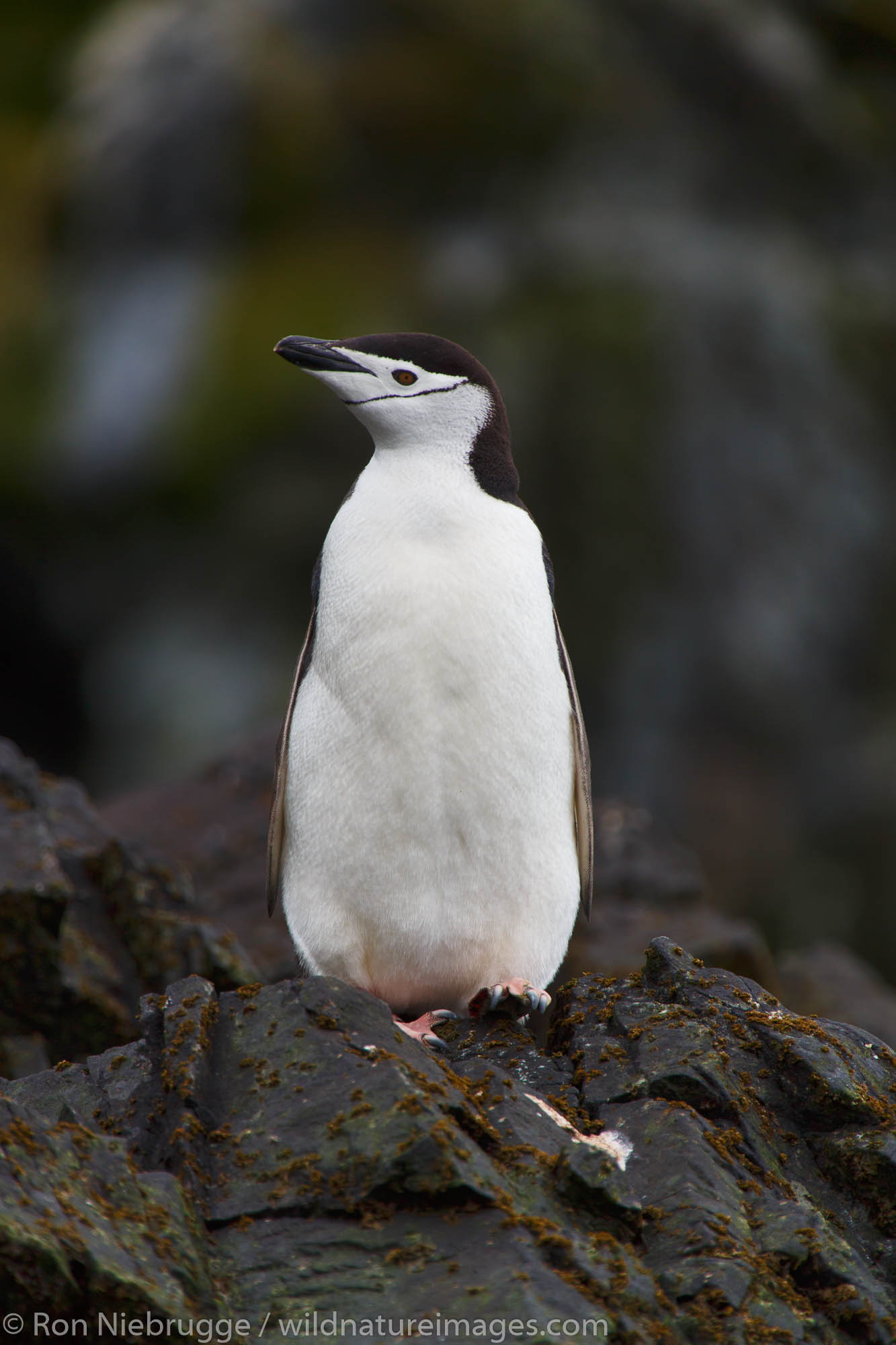 Chinstrap penguin (Pygoscelis antarctica), Cooper Bay, South Georgia, Antarctica.