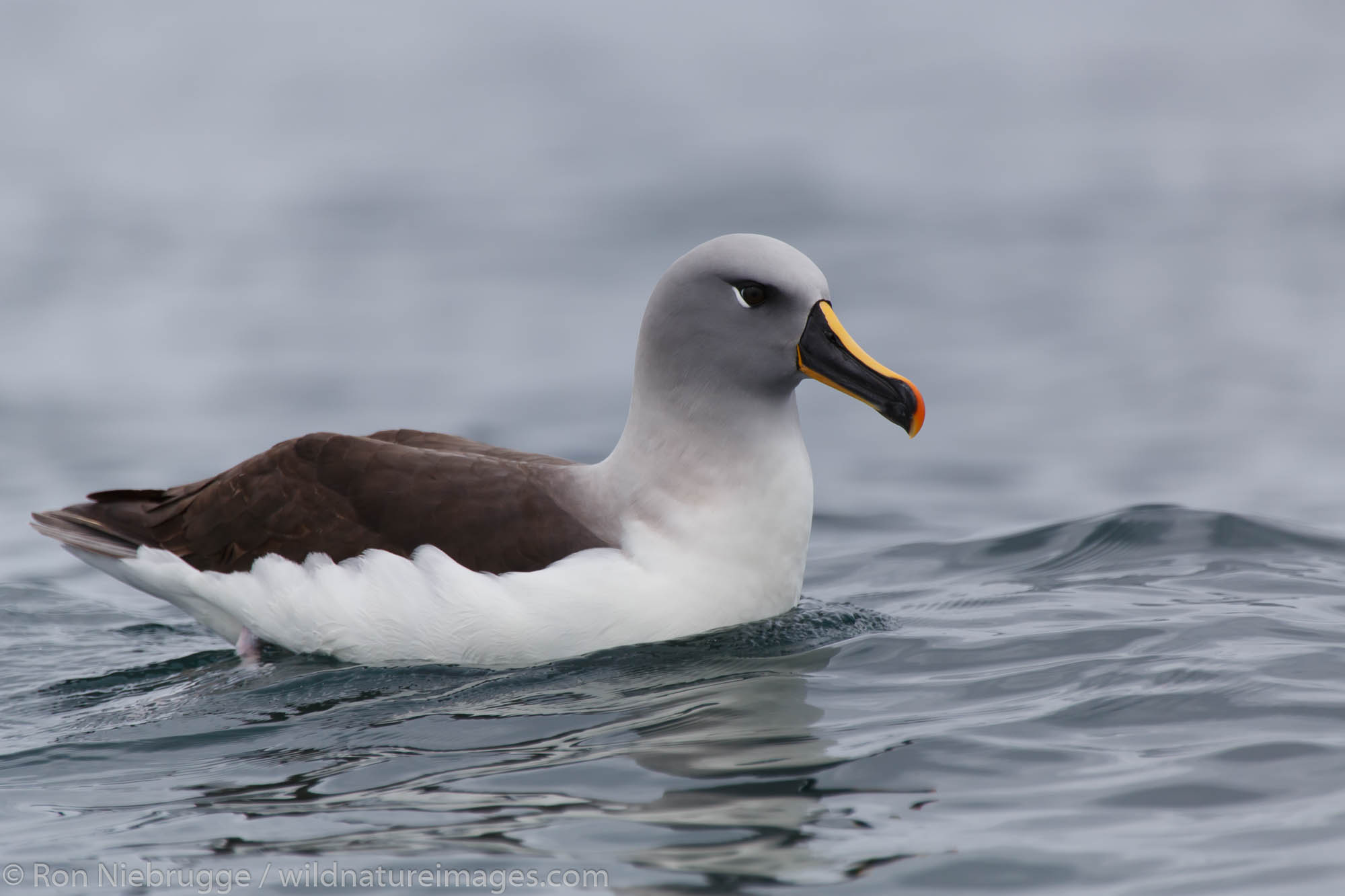 Grey-headed albatross (Thalassarche chrysostoma), Cooper Bay, South Georgia, Antarctica.