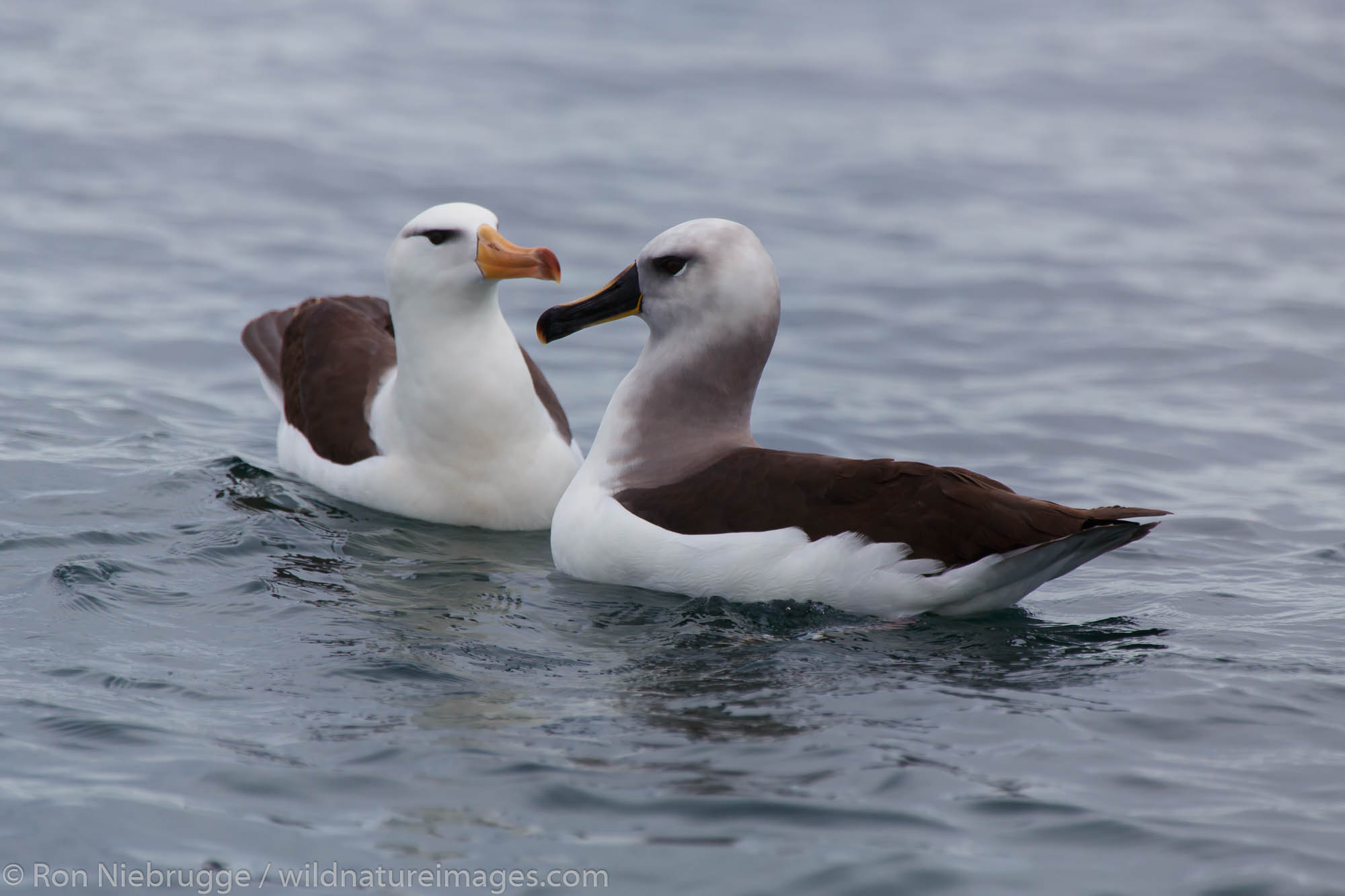 Black-browed albatross (Thalassarche melanophrys) and a grey-headed albatross (Thalassarche chrysostoma), Cooper Bay, South Georgia...