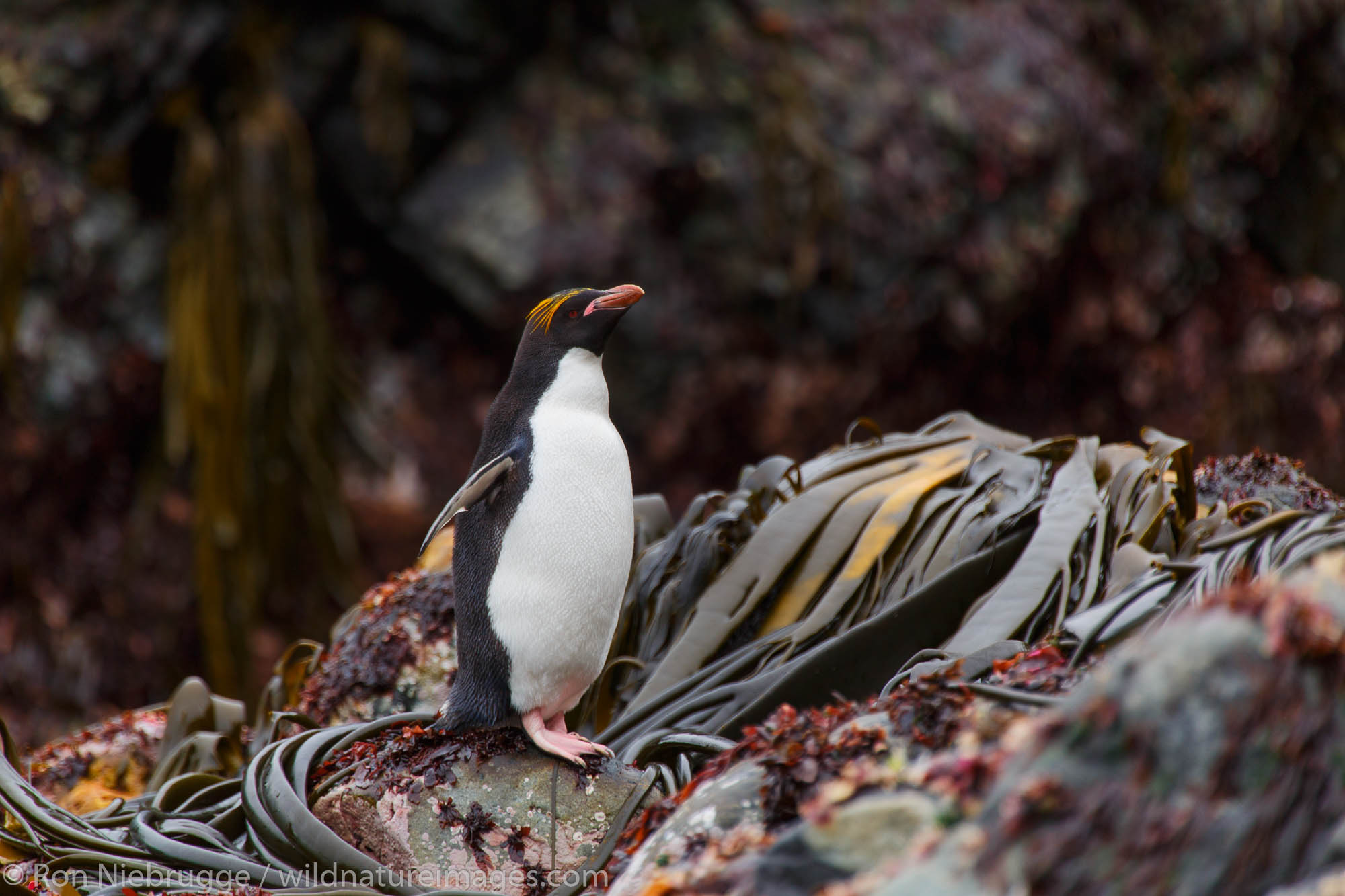 Macaroni penguin (Eudyptes chrysolophus), Cooper Bay, South Georgia, Antarctica.